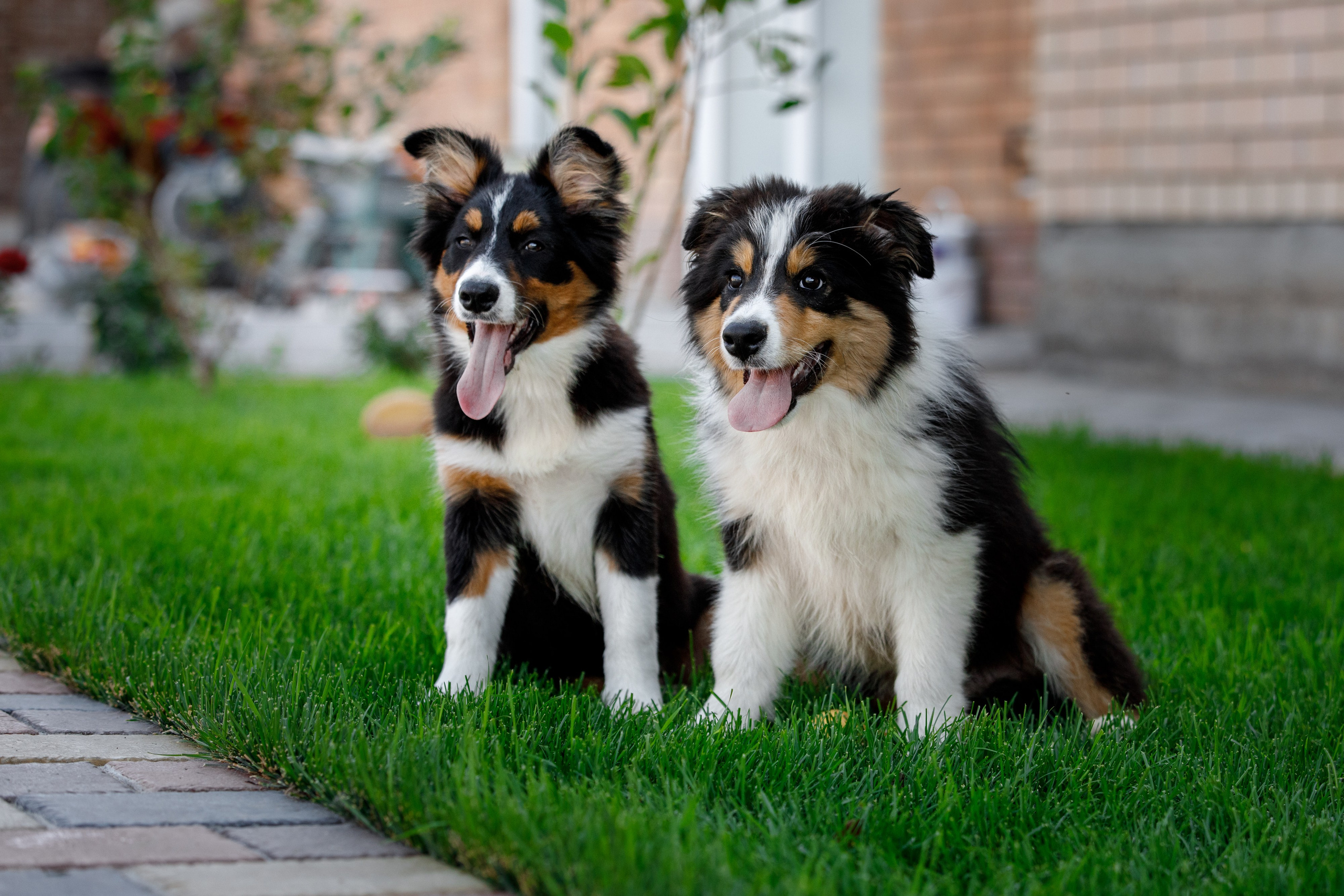 Смешарики. О нас