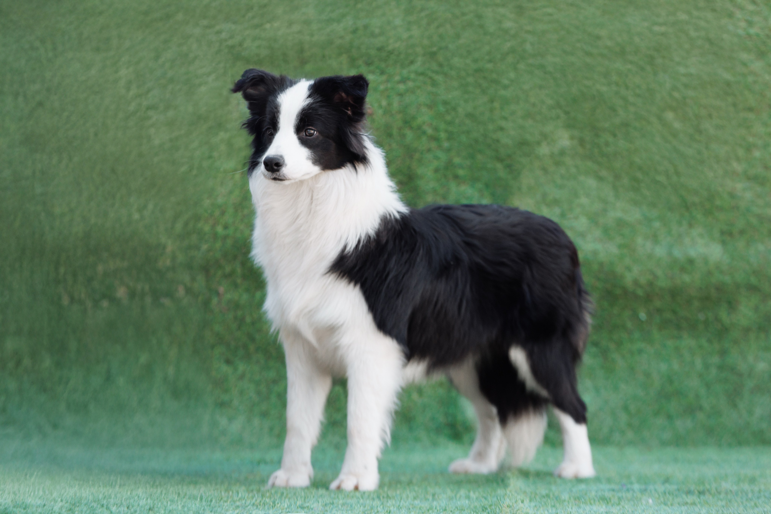 У дома с большой компанией от мала до велика. О нас