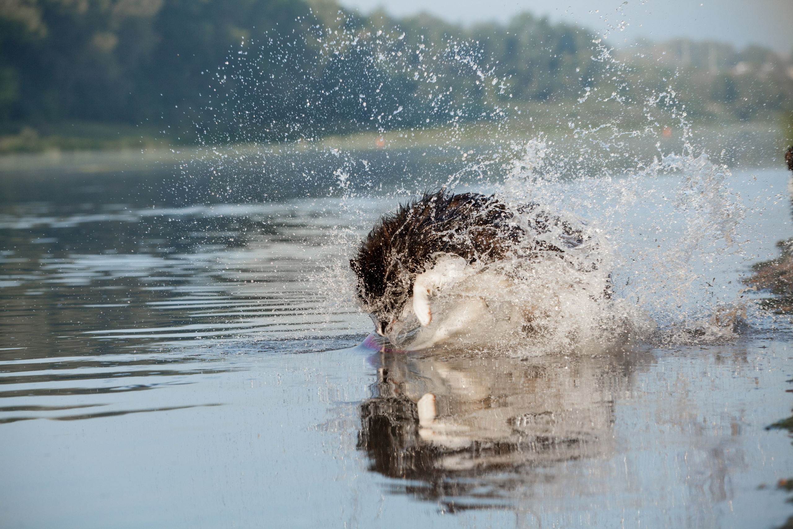 Сочный рассвет, на который решились. О нас
