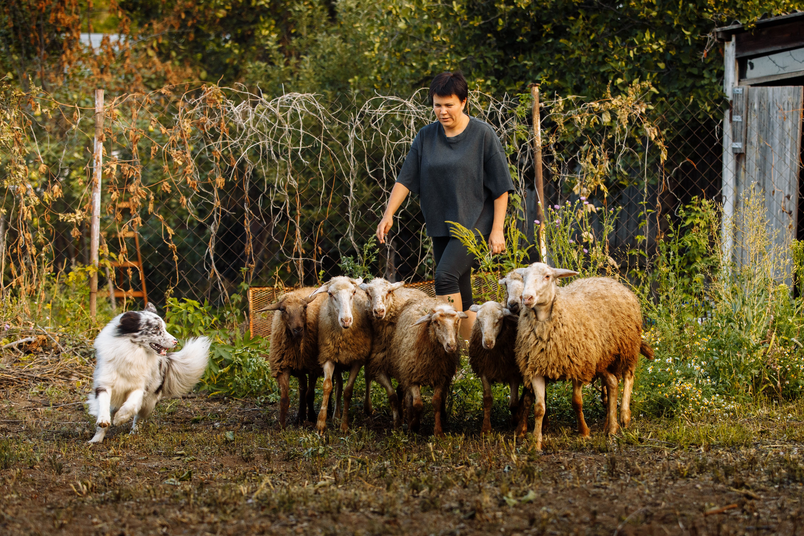 Овечий день. О нас