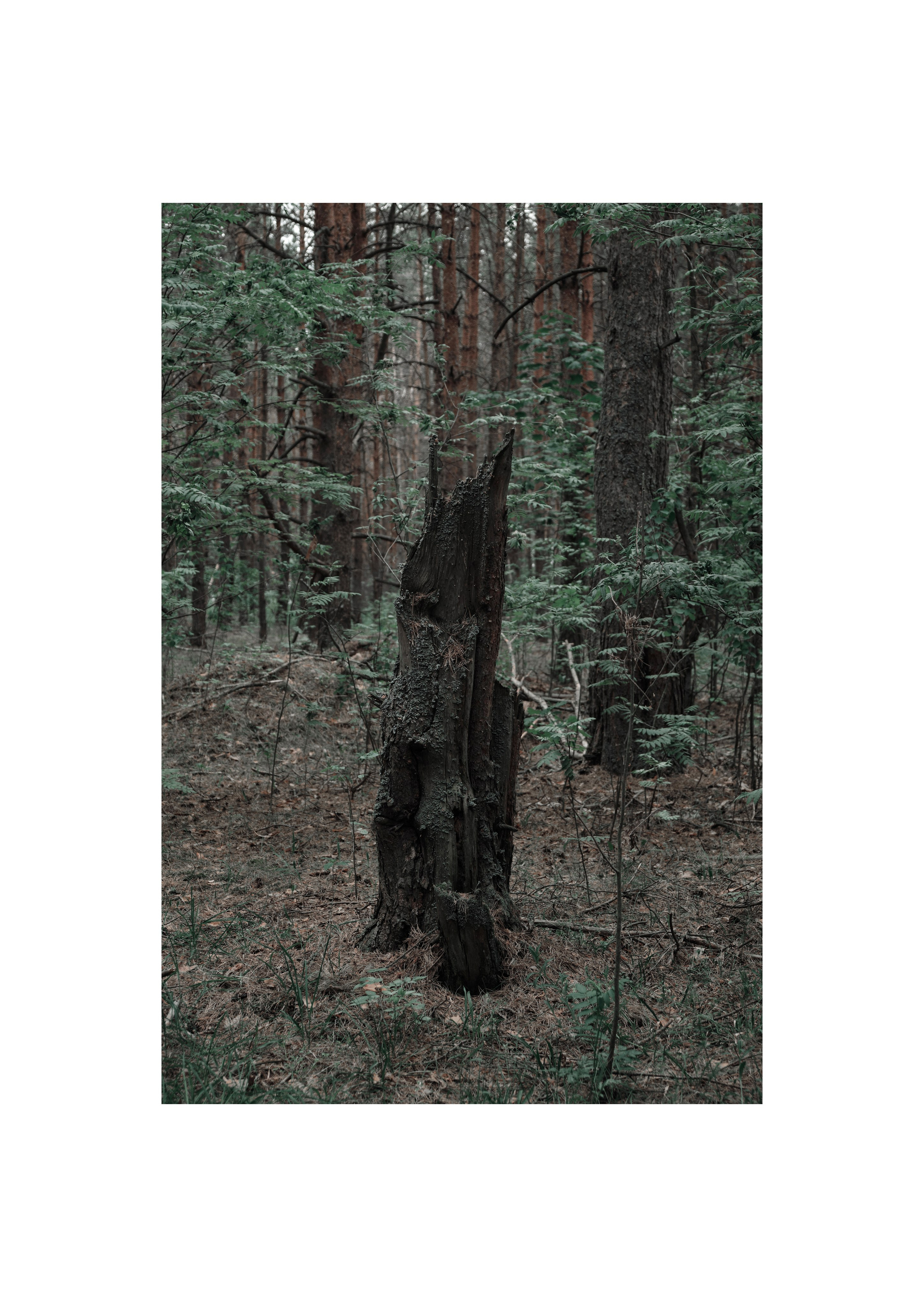 Я приношу к себе лес я себя приношу в лес. Алиса Косарева