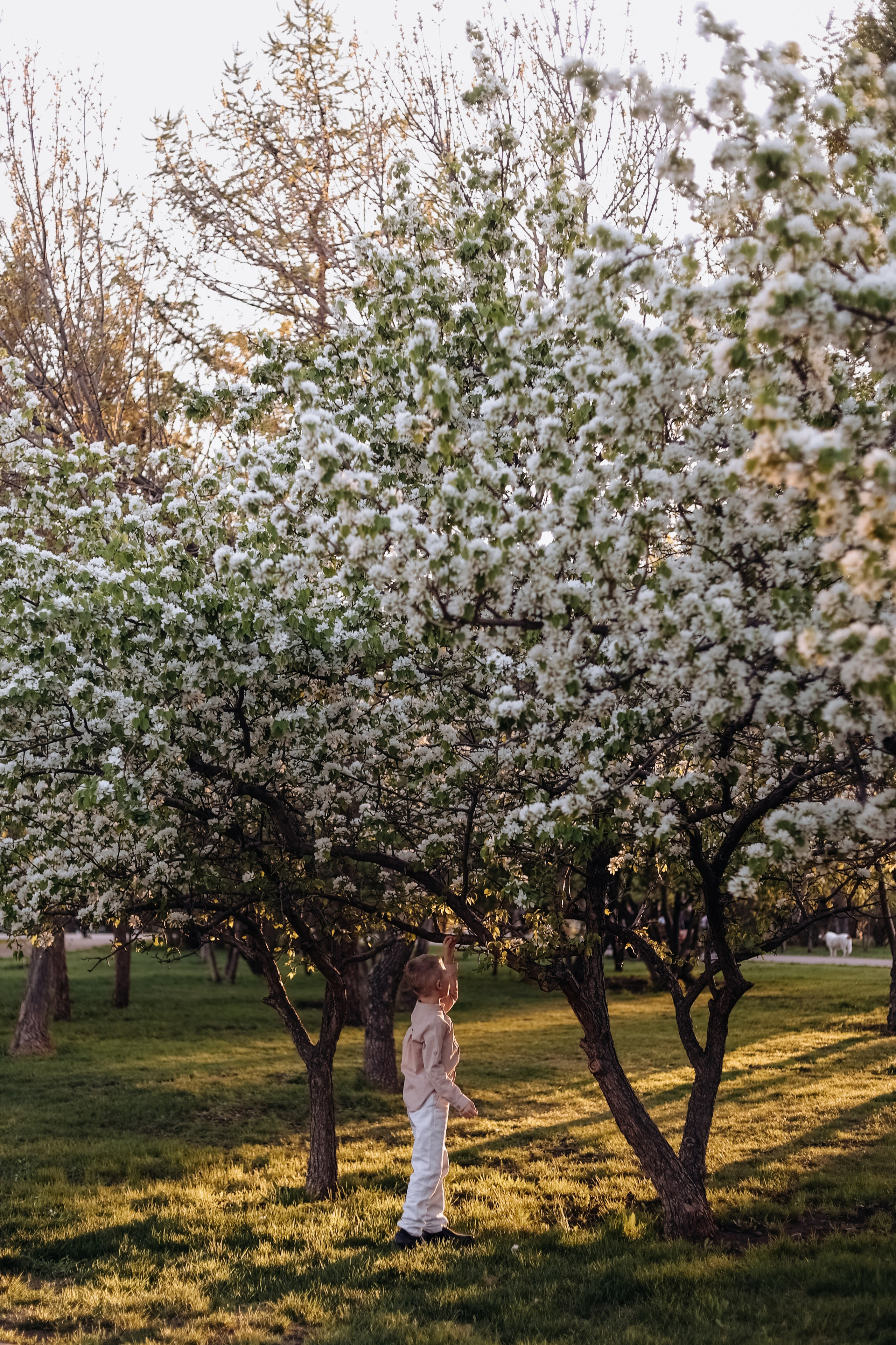 Сады цветут. СЕМЕЙНЫЙ ФОТОГРАФ КРАСНОЯРСК, ЖЕЛЕЗНОГОРСК