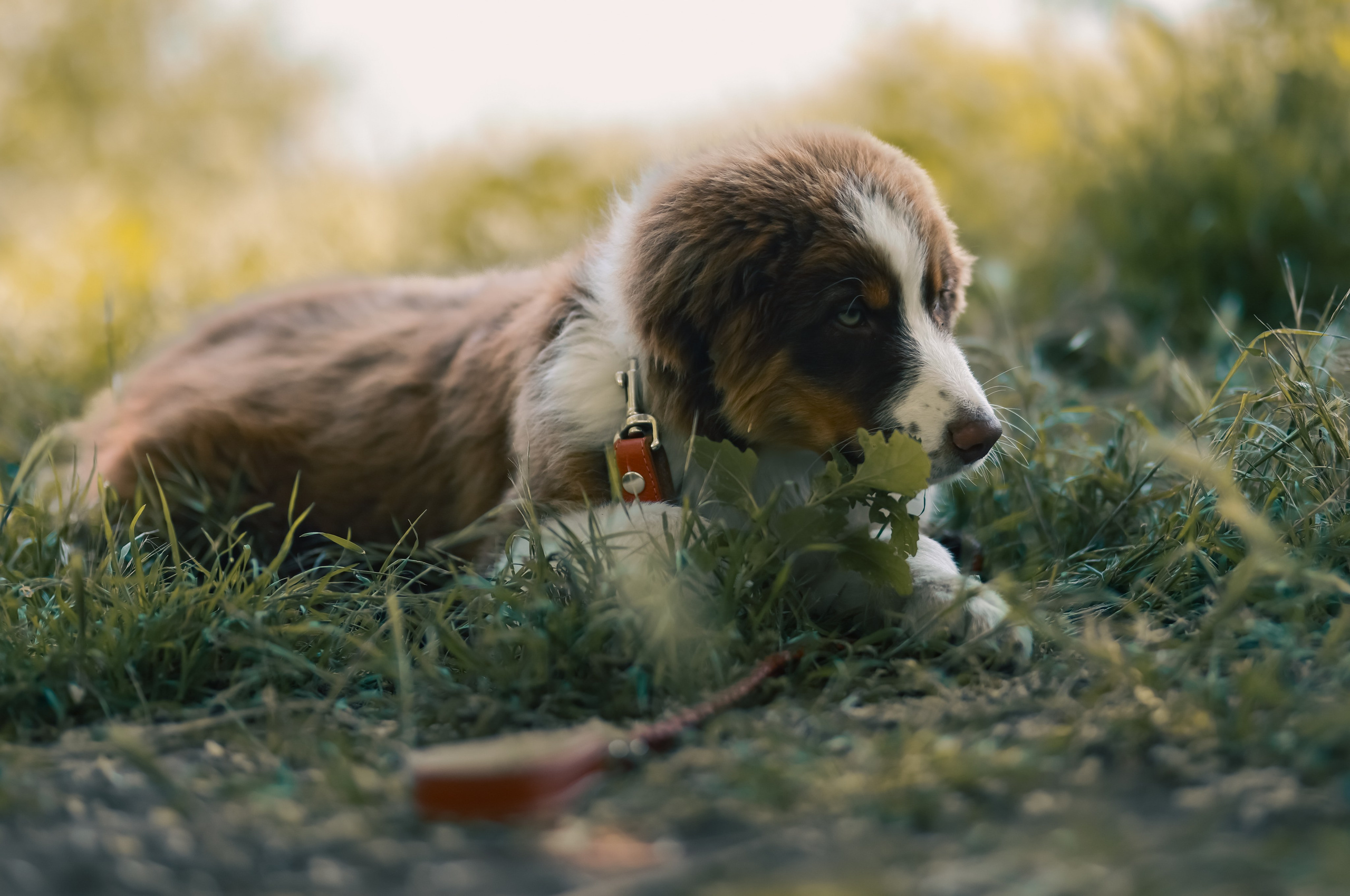 Аусси 1. Фотограф репортажей и стритфотосессий в Москве Людмила Смирнова