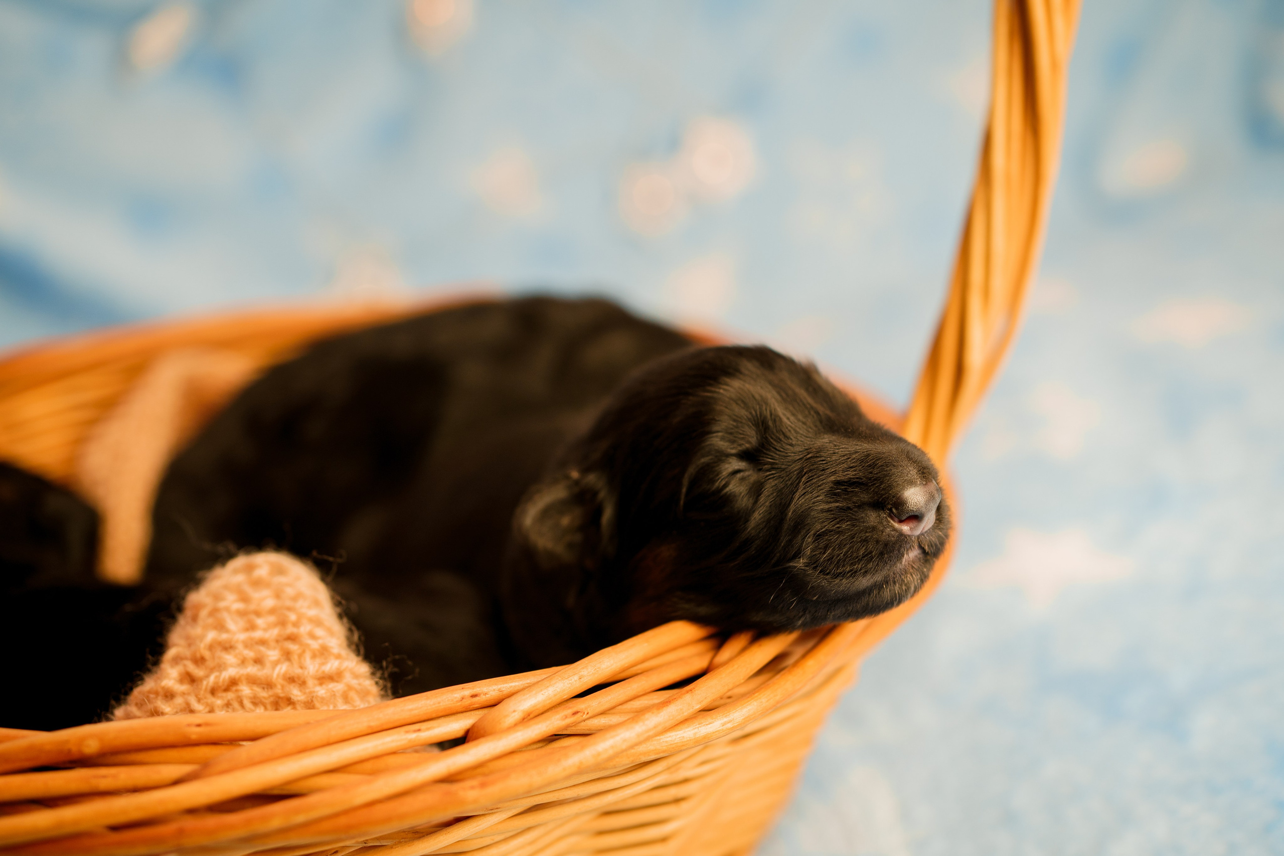 Новорожденные немецкие овчарки. Фотограф-анималист Анастасия Большакова