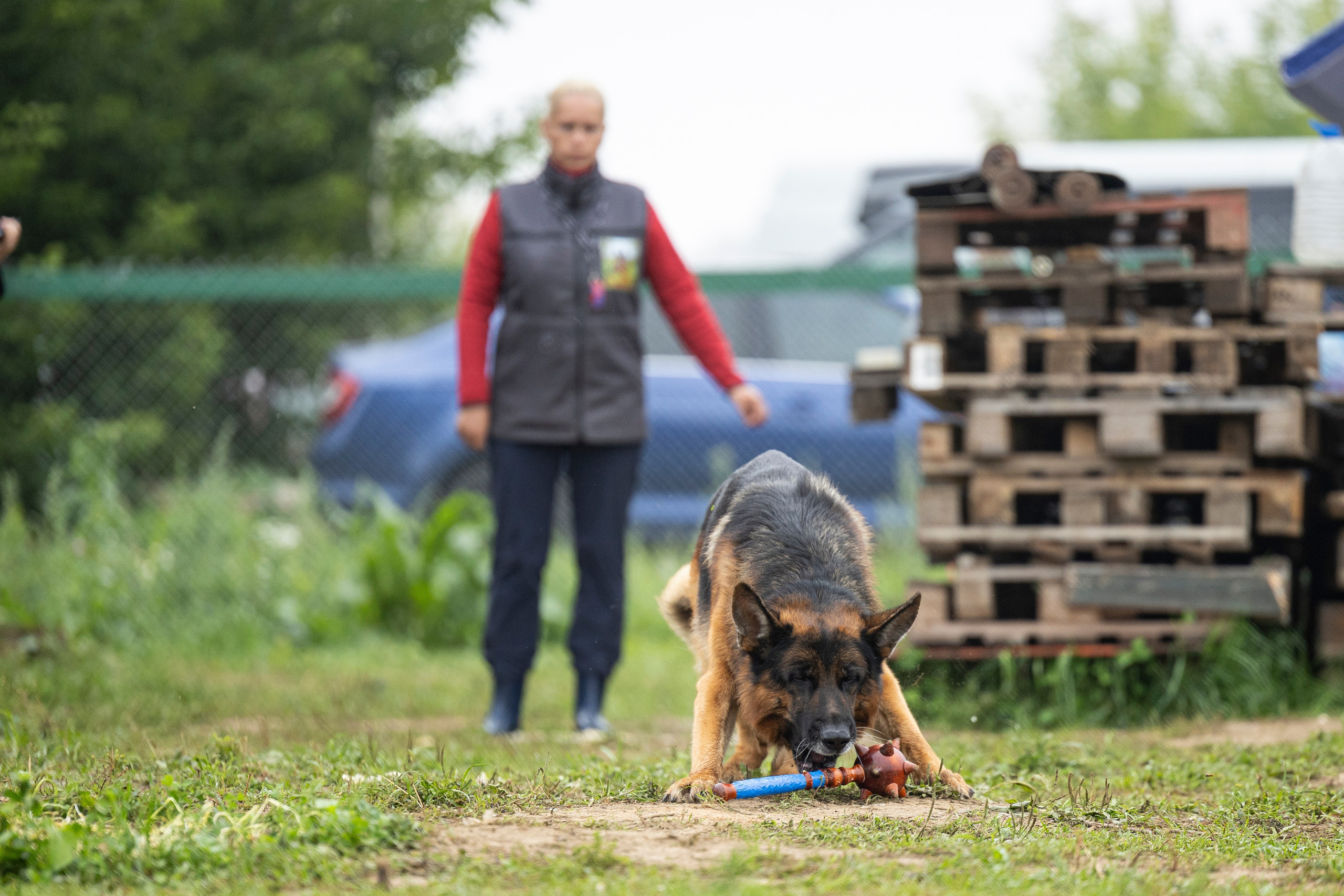 Соревнования по Мондьорингу г. Вологда 10-11.08.2024. Фотограф-анималист Анна Маринич