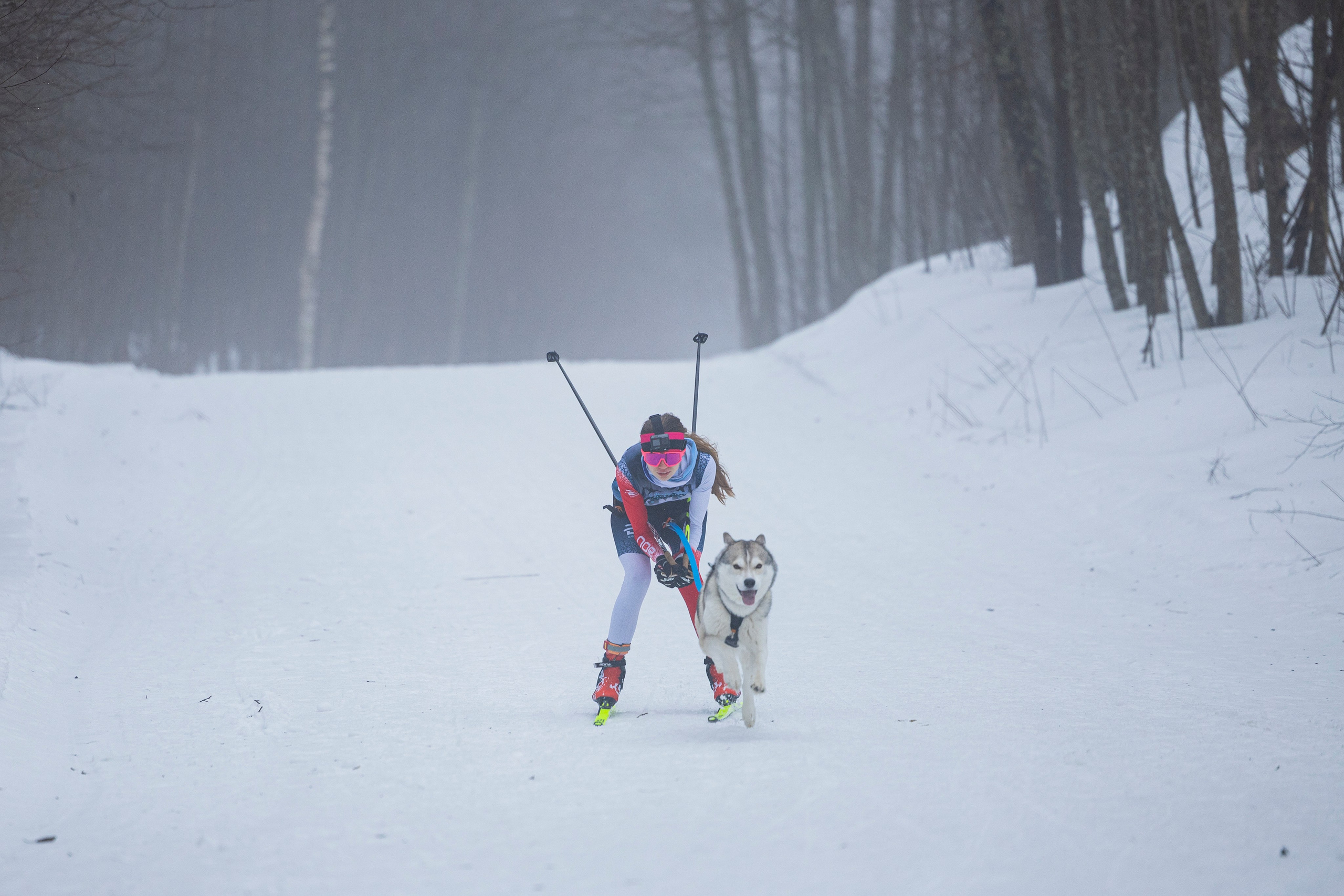 Зимний Чемпионат Санкт-Петербурга по ездовому спорту. Фотограф-анималист Анна Маринич