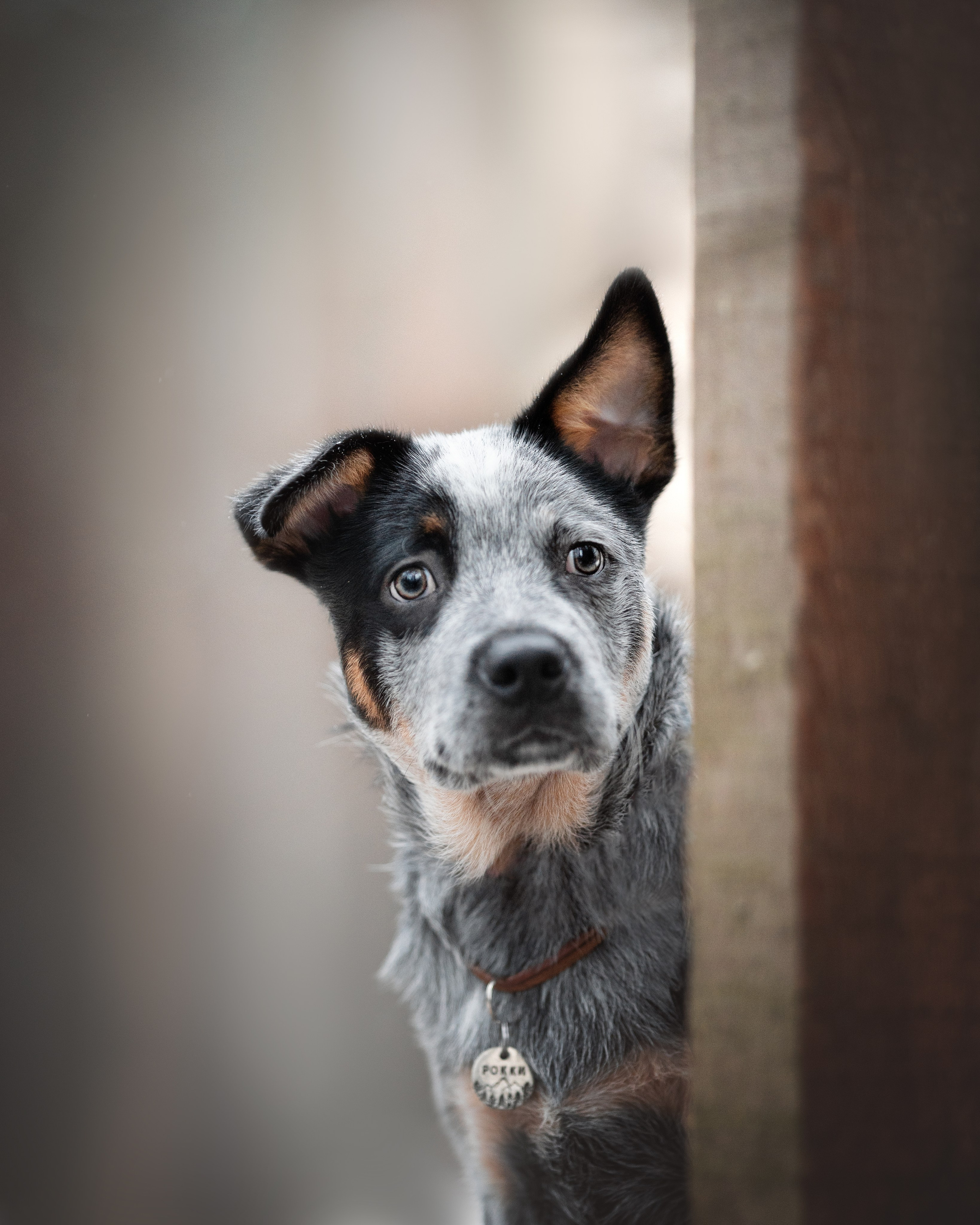 Рокки. Фотограф анималист Осипчикова Мария