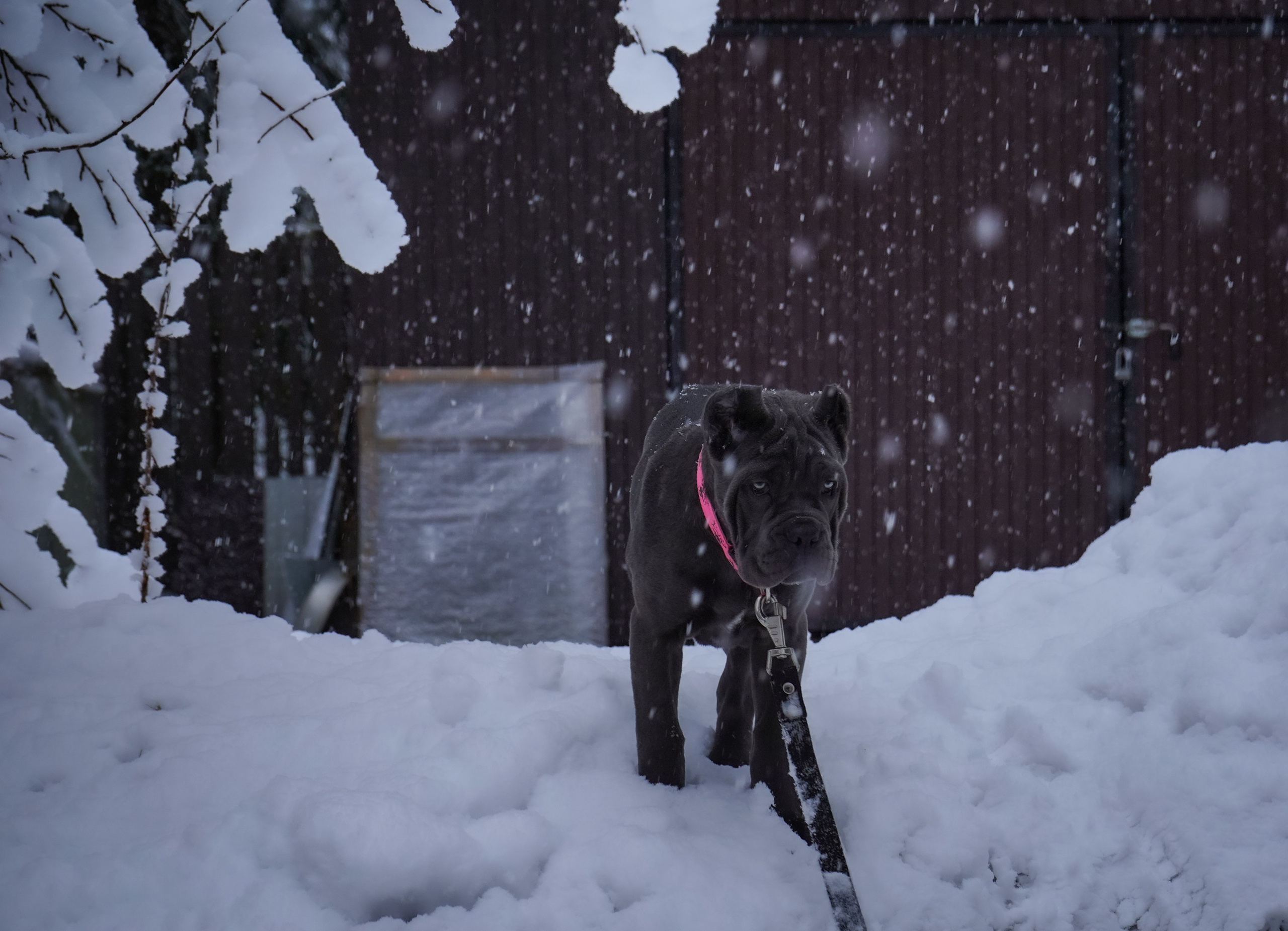 Фотосессии Пушистиков. Фотограф в Санкт-Петербурге Виктория Барышникова