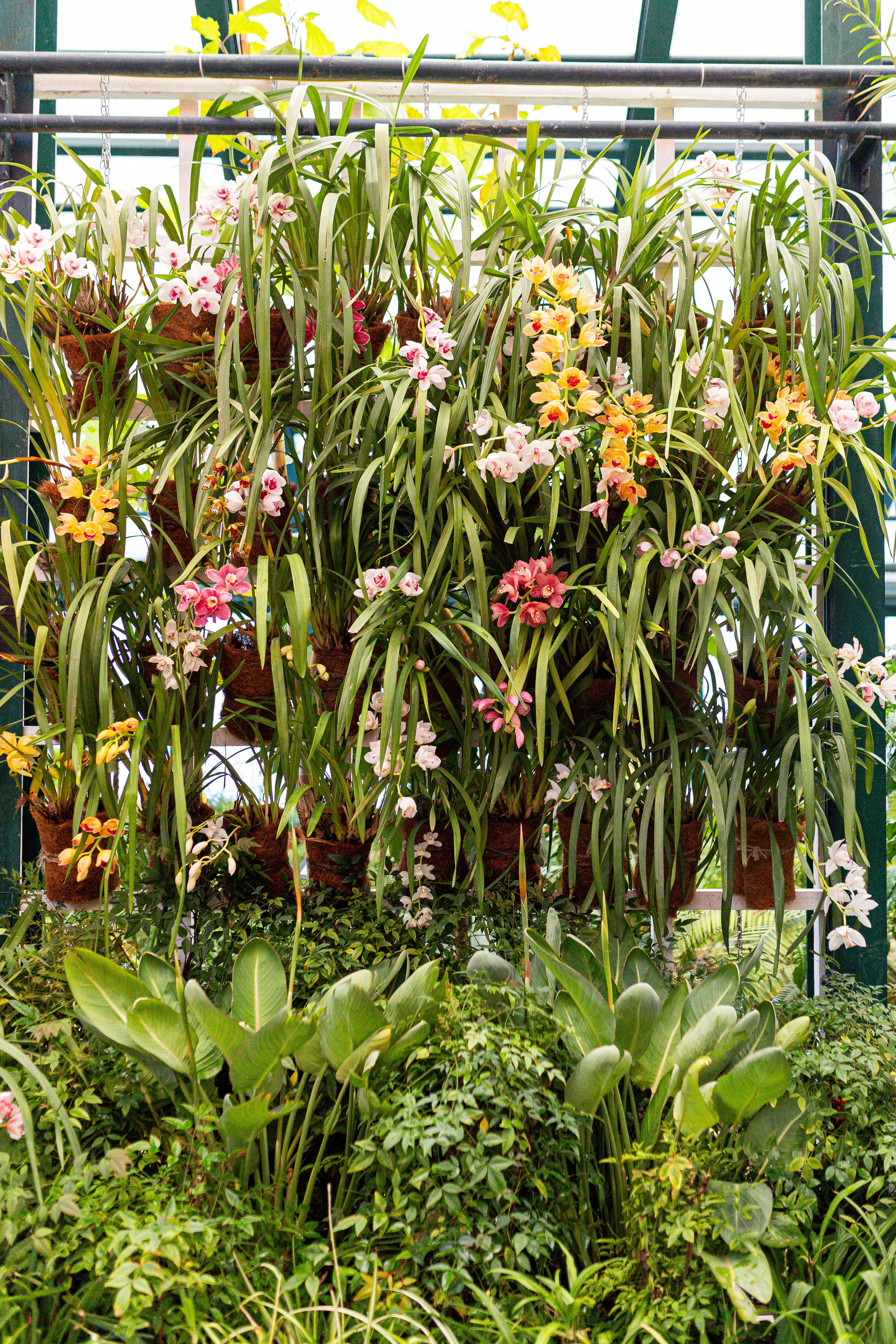 Аптекарский огород МГУ. Китай. Александра Куликова фотограф, Москва