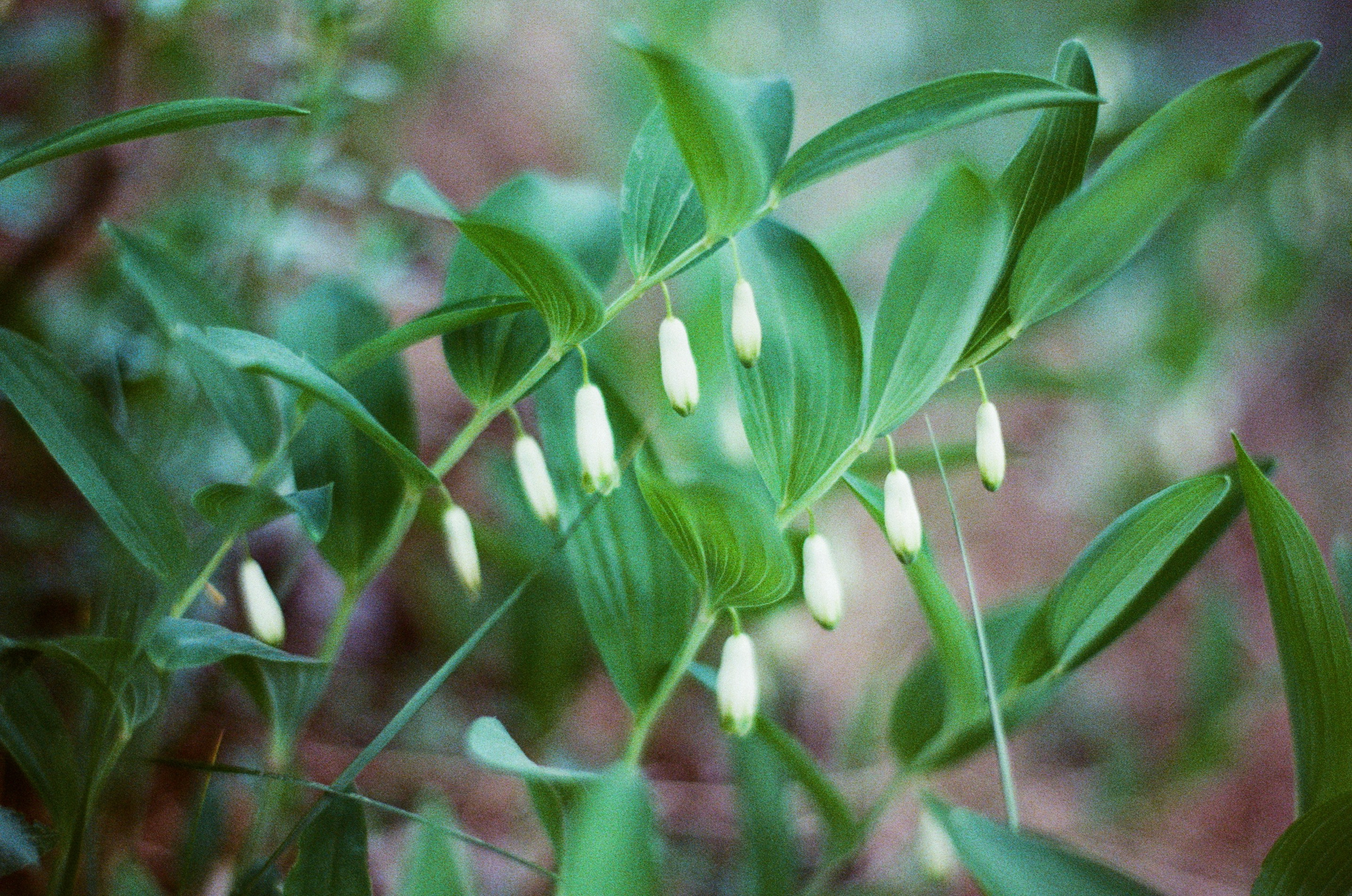 Silver strings // ukraine, crimea III. EVER EXPOSED