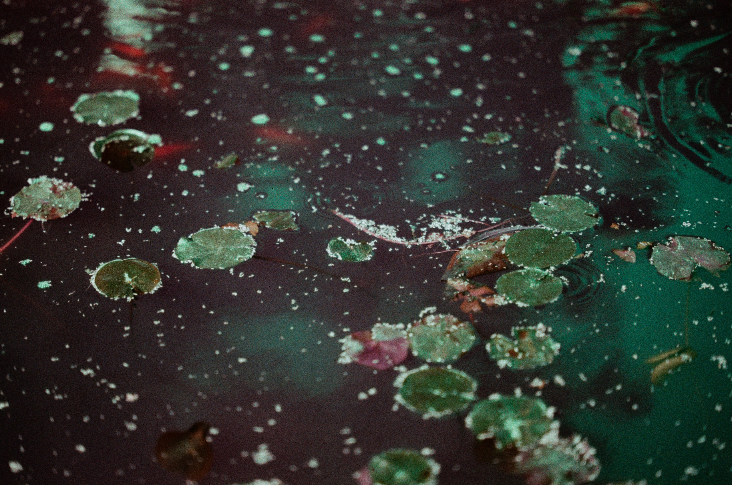 Sakura blues // ukraine, crimea IX. EVER EXPOSED