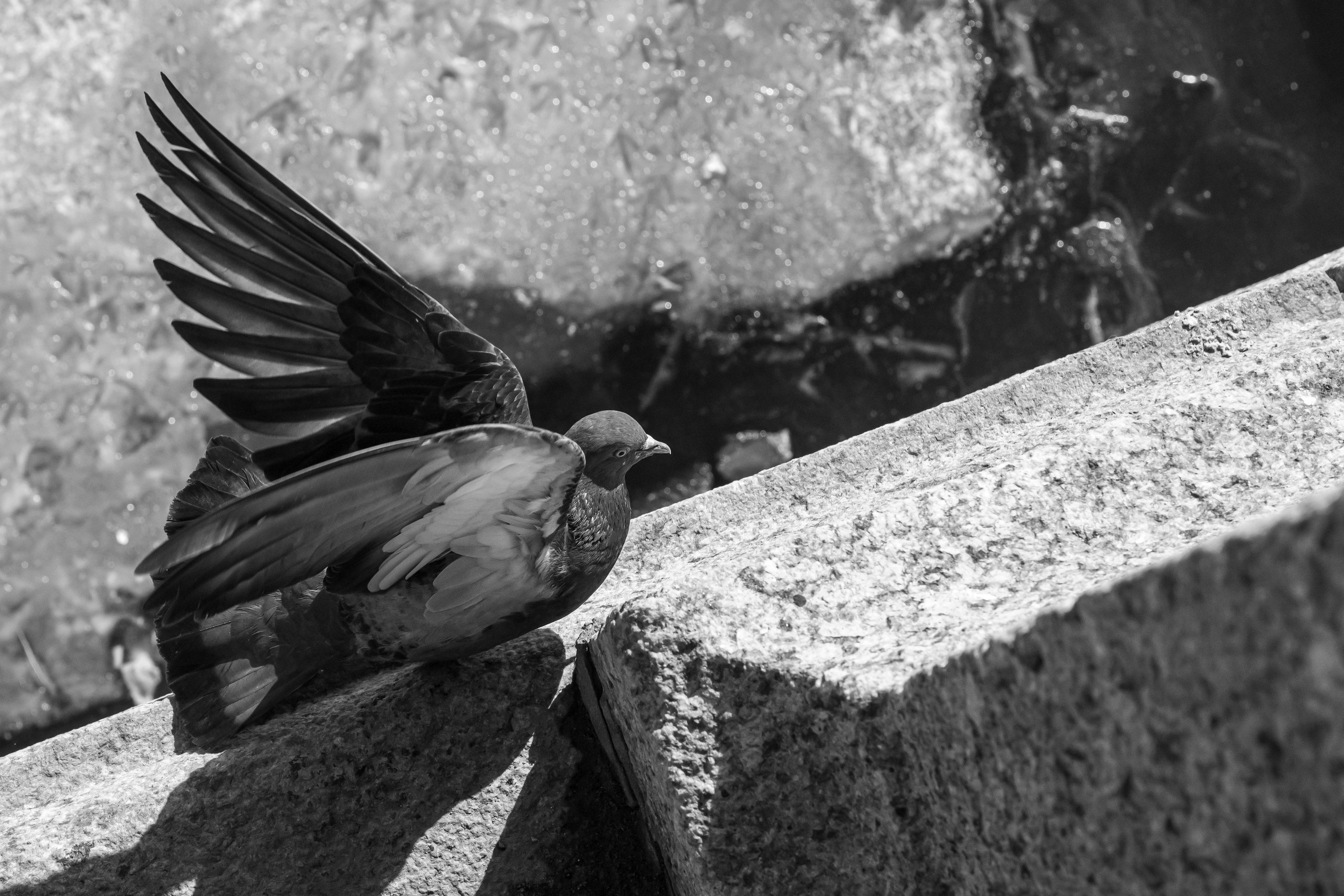 Dimitri Bakhtadze, dogs photos. Dimitri Bakhtadze photographer