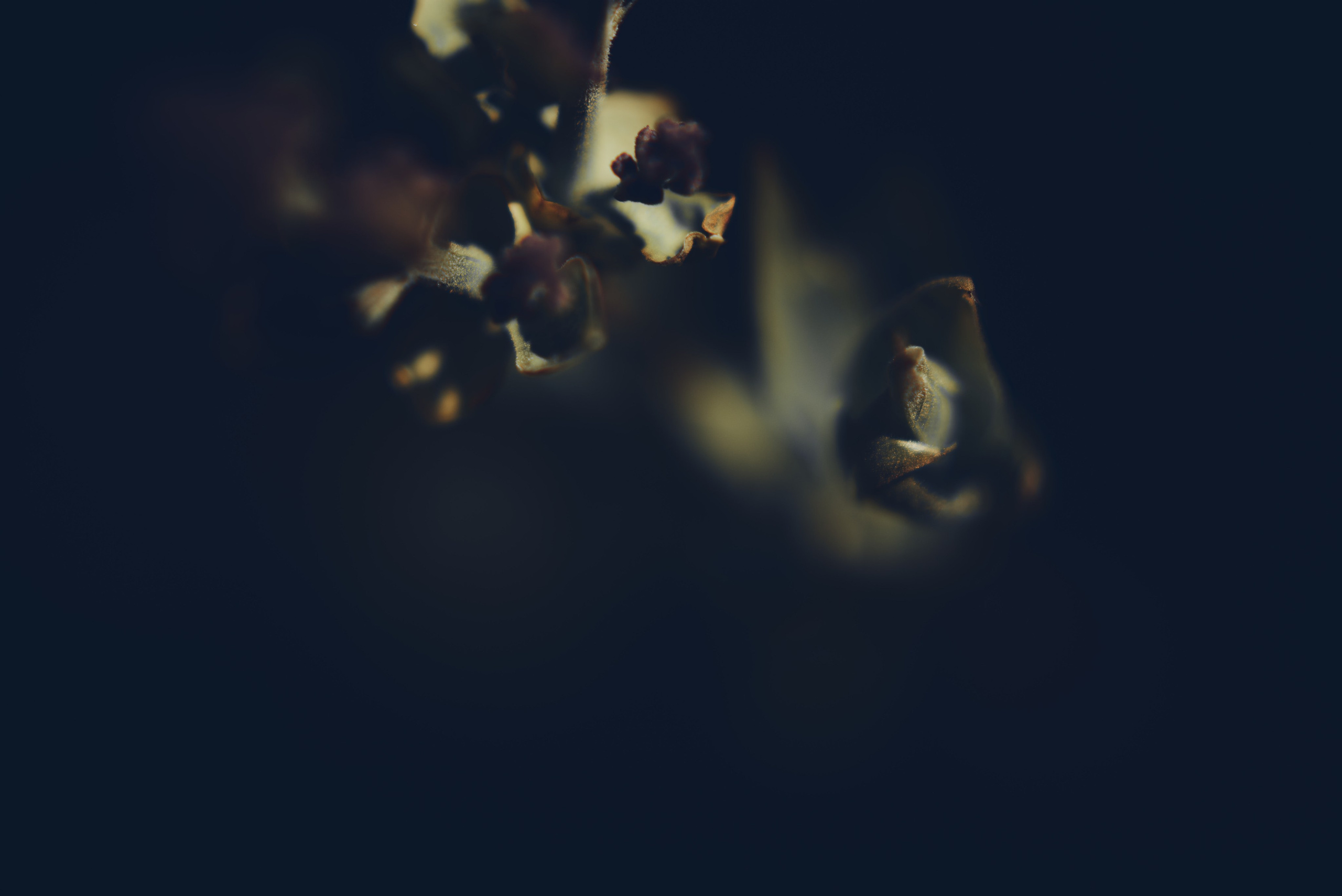 Sakura time