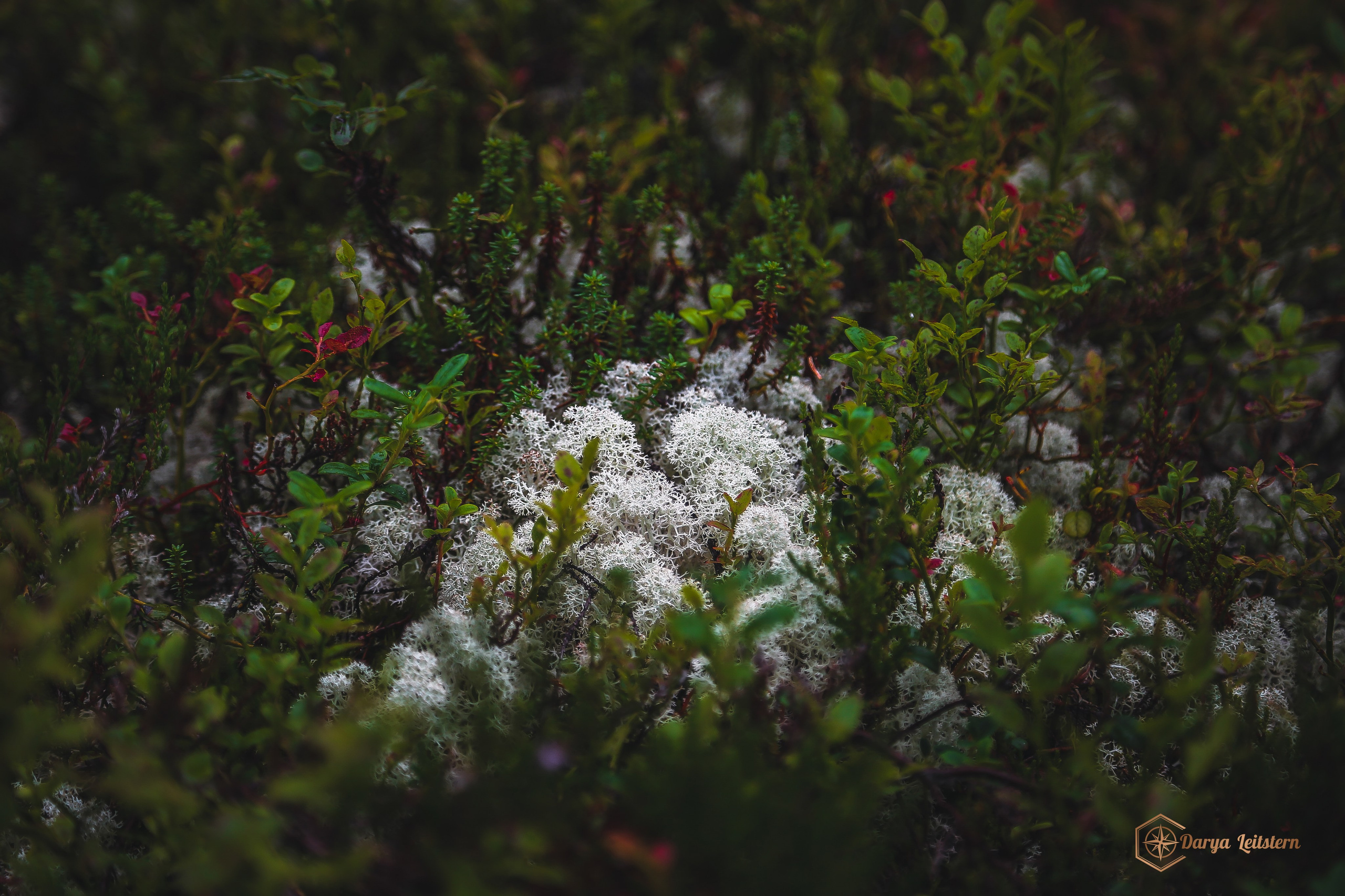 Фотографии из путешествий по разным странам. Дарья Письменюк / Darya Leitstern — фотограф, музыкант, журналист, путешественник