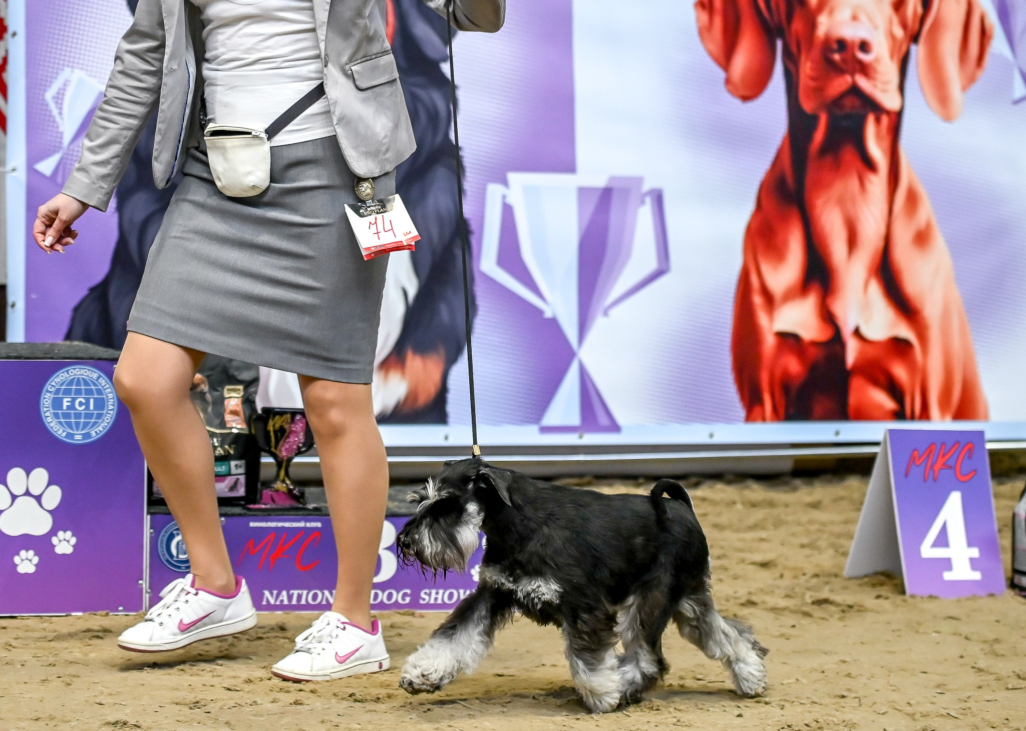 Харли/ Delinso Balance Ultima Gail. Питомник цвергшнауцеров в Беларуси «Делинсо Бэлэнс»