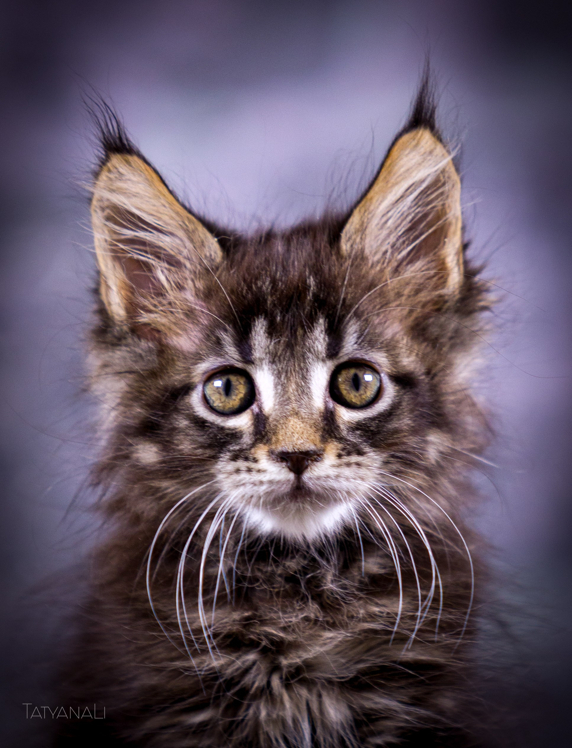 Котята. Фотограф — анималист Татьяна Ли