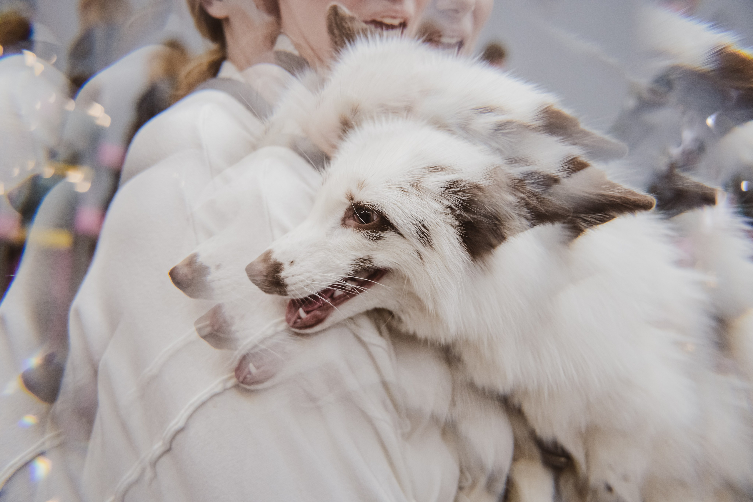 Fox Family fest. Репортажный фотограф Анастасия Рубцова