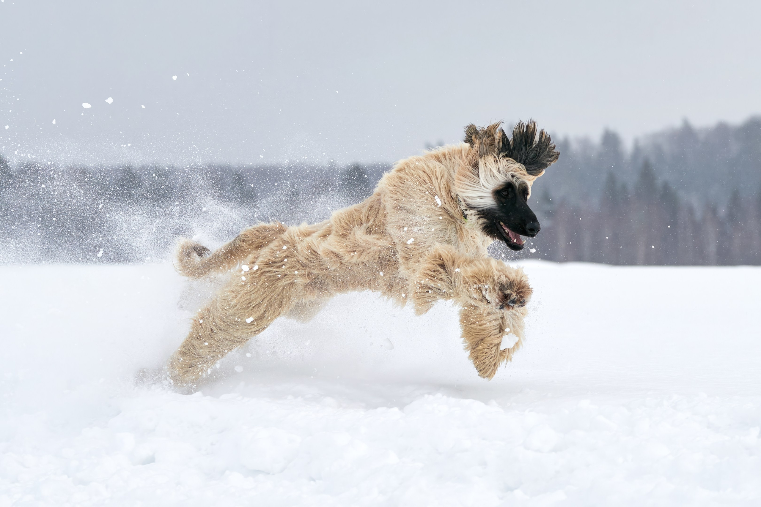Репортажная съемка. Фотограф-анималист Михаил Манухин