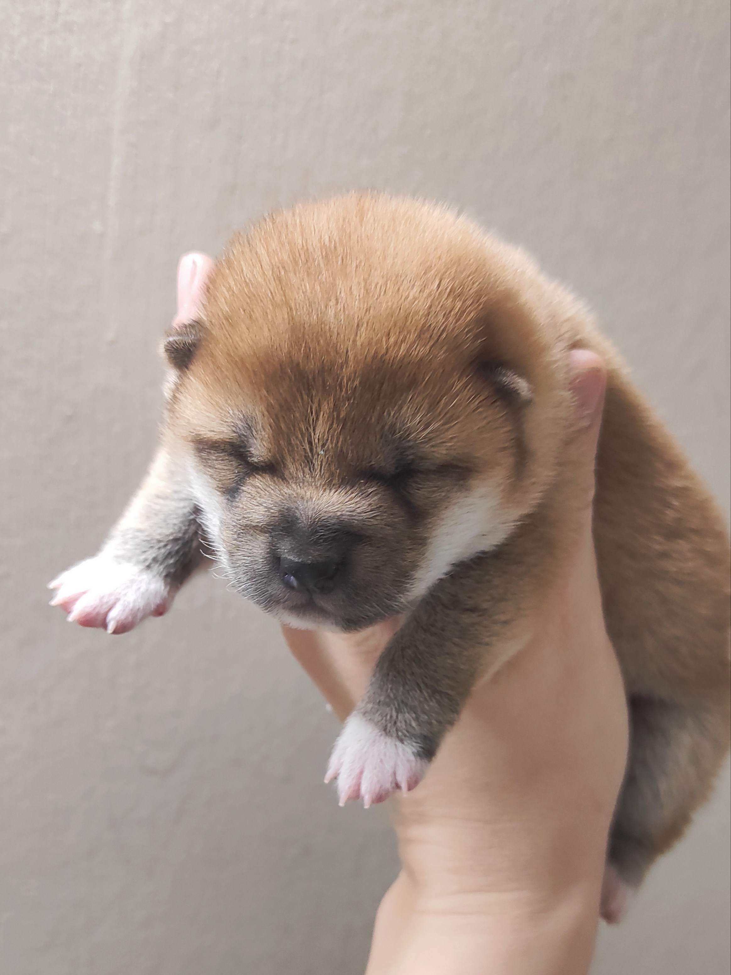 сиба питомник Рубилайт щенки на продажу rubylight  сиба щенки купить СПб Санкт-Петербург 