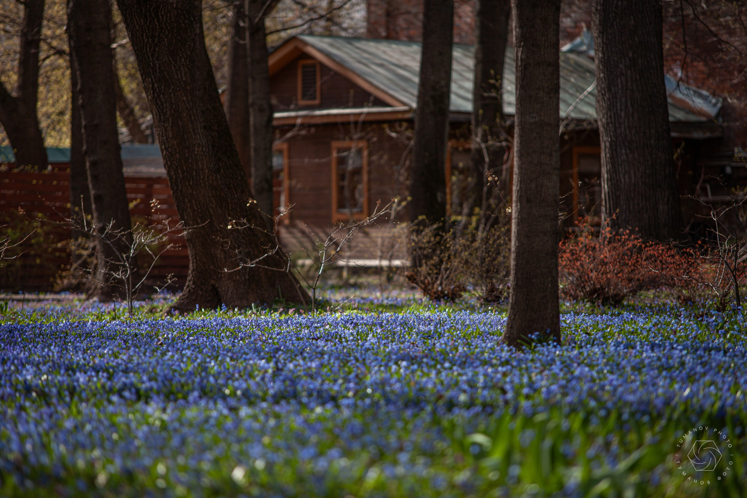Усадьба Л. Н. Толстого в Хамовниках. Туманов Виталий — фотограф Москва