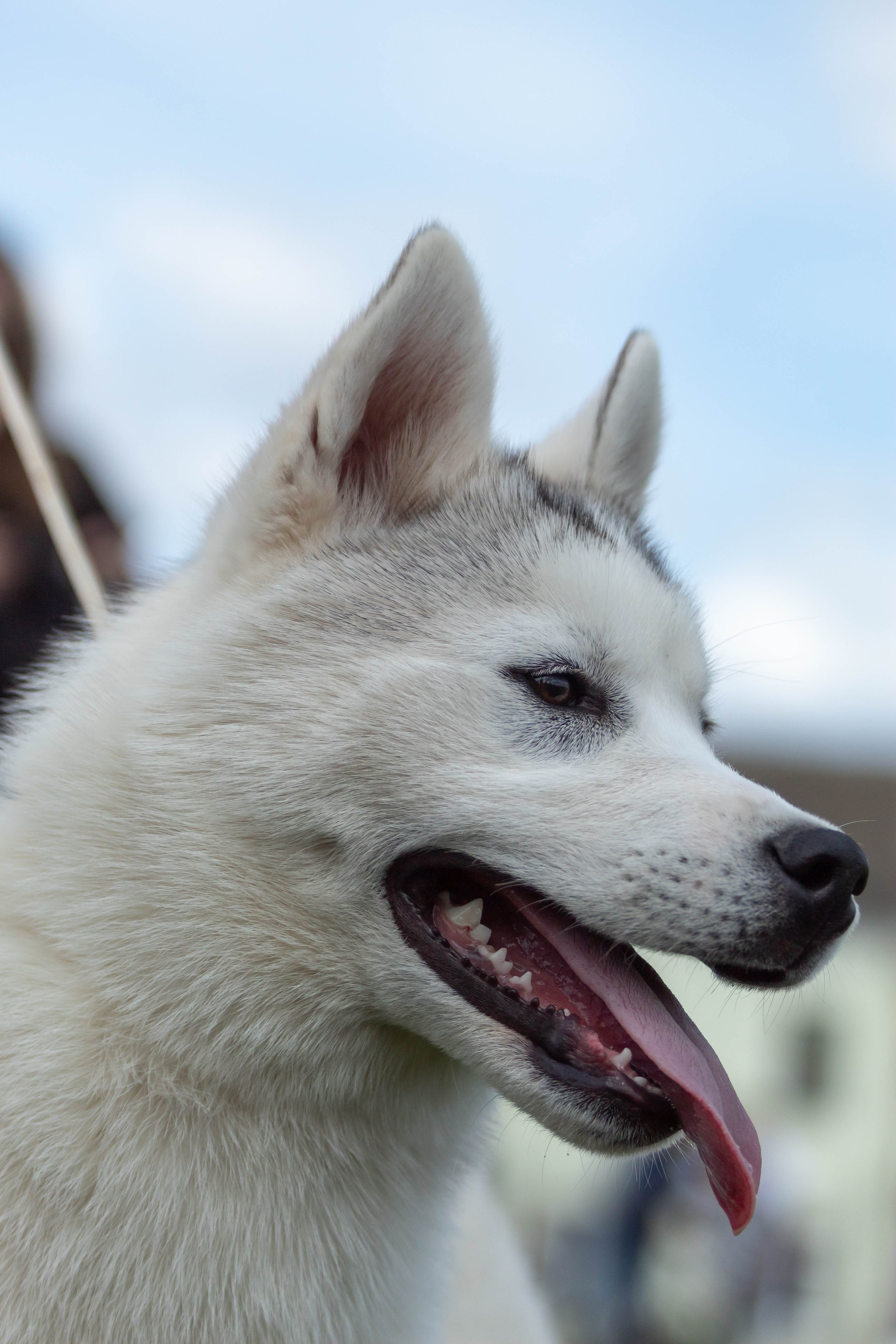 Фотограф анималист для выставки собак в Туле. Фотограф анималист — Тула, Москва