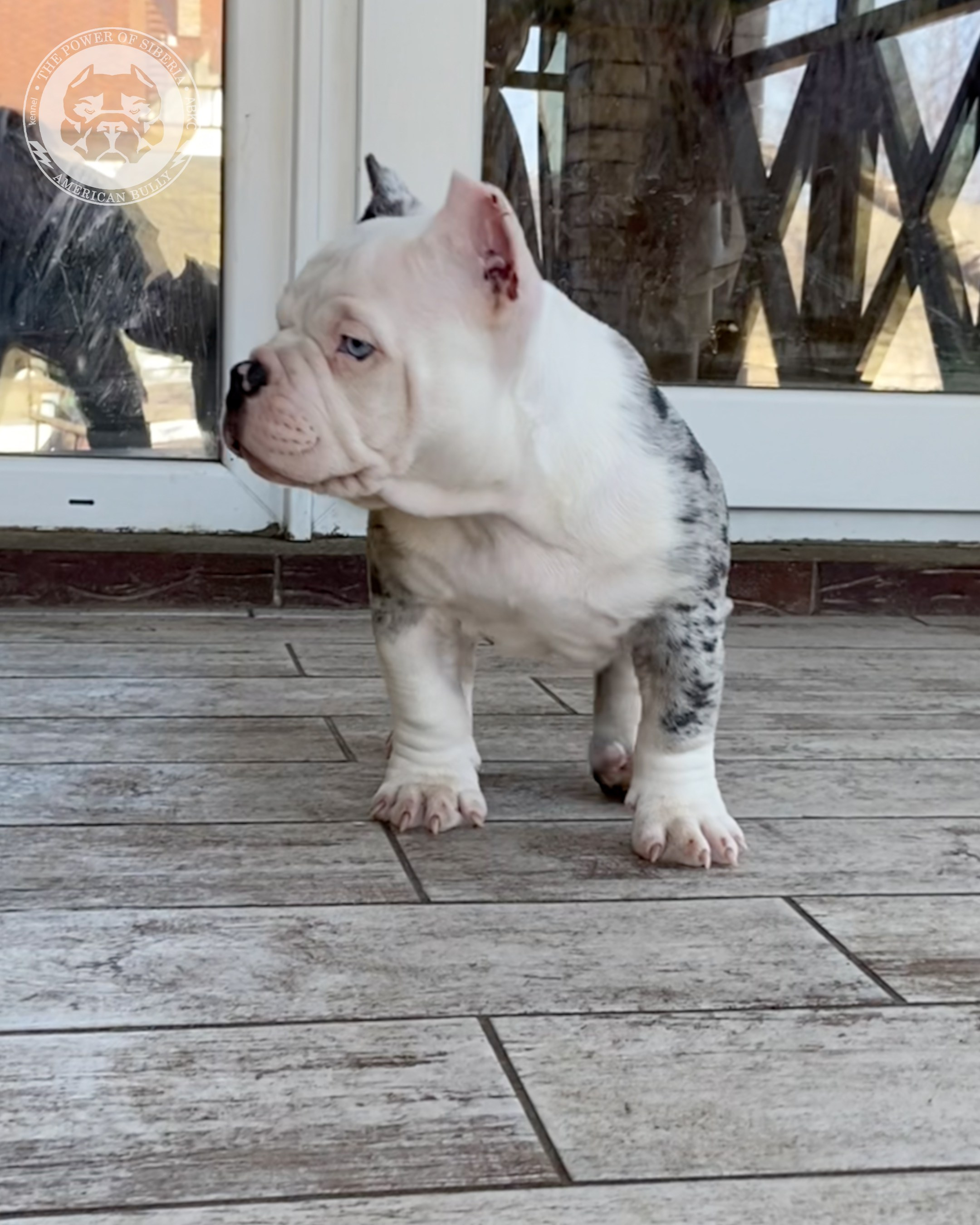 Свободные щенки Американский Булли, в типах покет, классик, стандарт. Американский Булли в г. Ростов-на-Дону. Питомник THE POWER OF SIBERIA