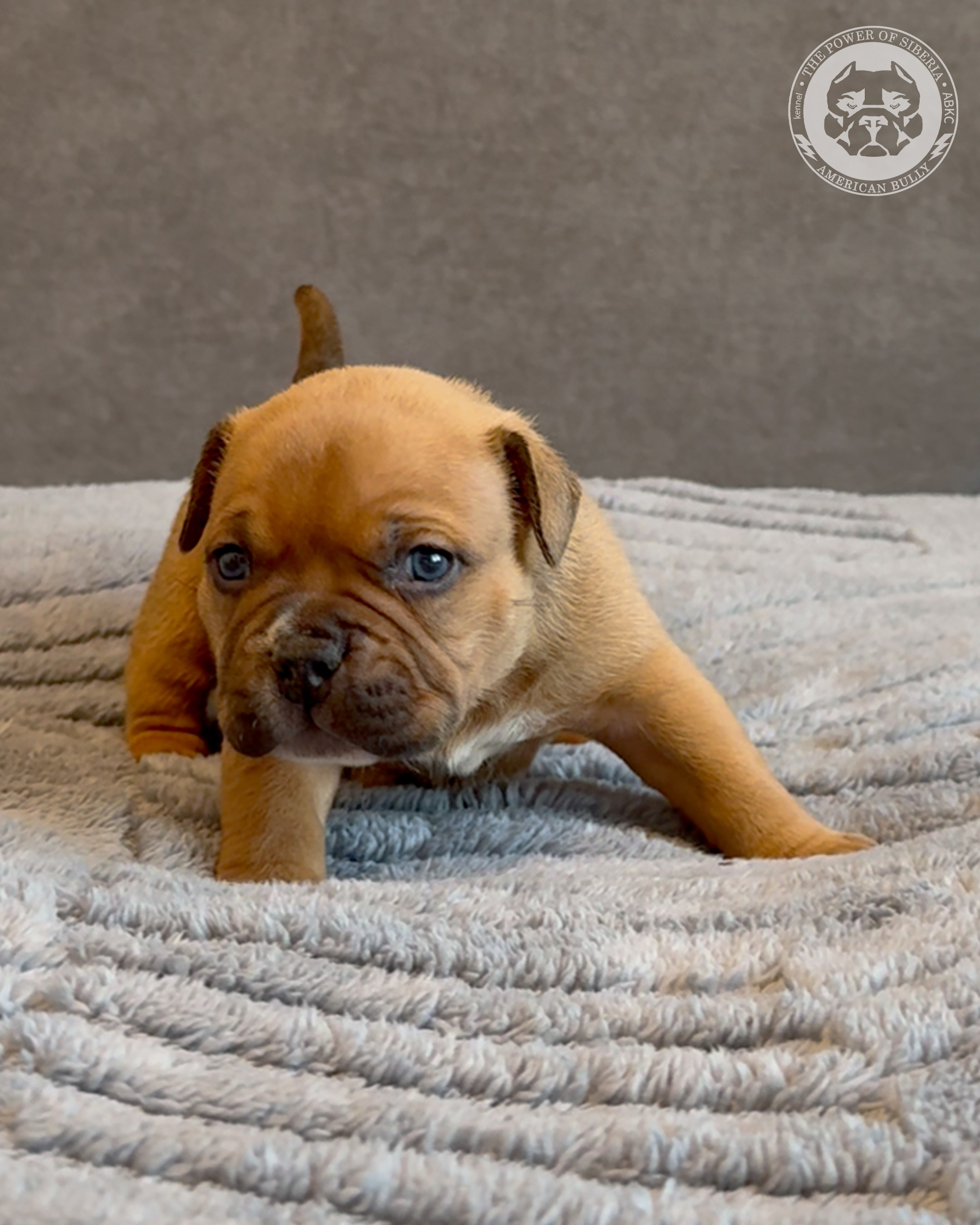 Свободные щенки Американский Булли, в типах покет, классик, стандарт. Американский Булли в г. Ростов-на-Дону. Питомник THE POWER OF SIBERIA