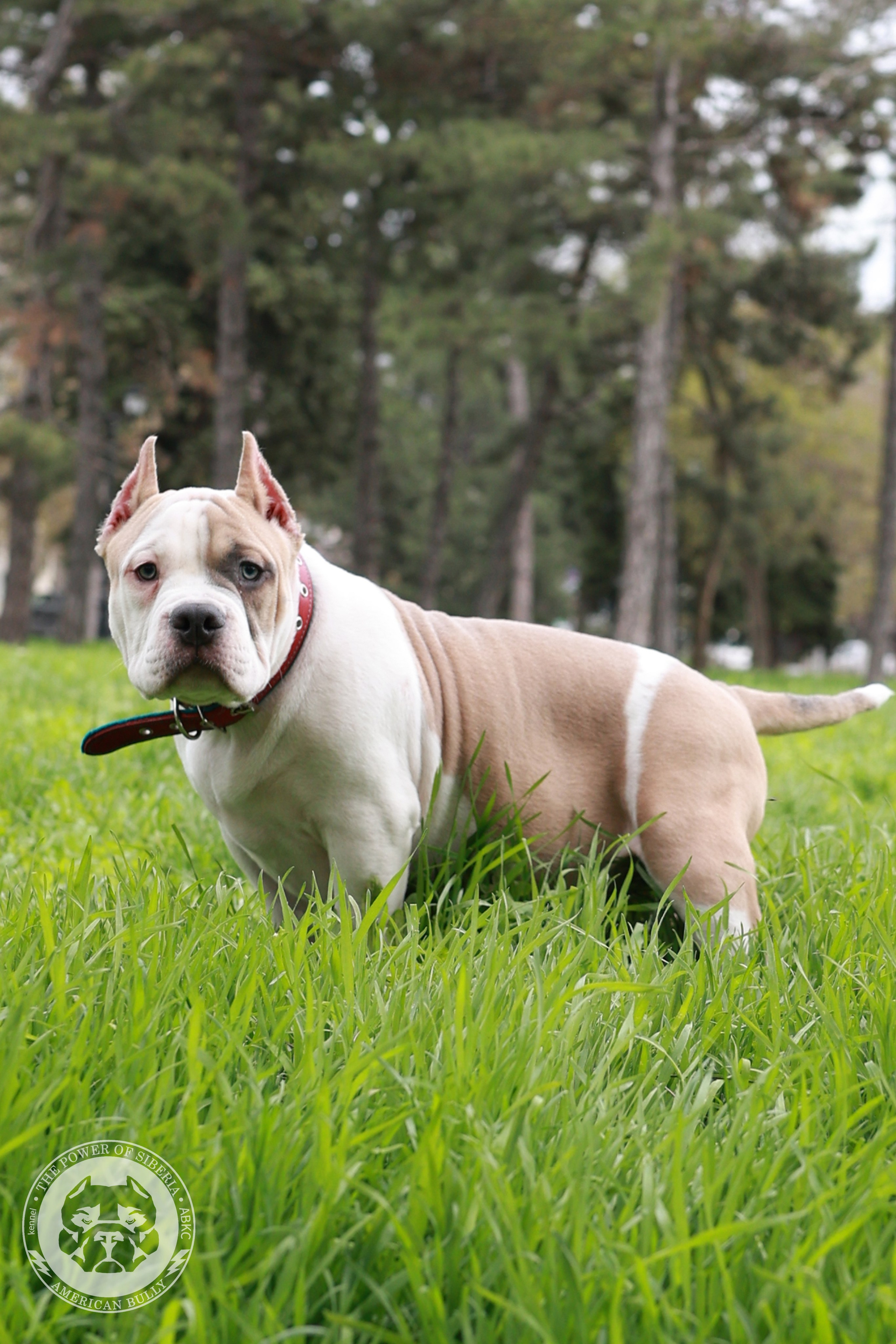 13.12.25-Мия-Турук. Американский Булли в г. Ростов-на-Дону. Питомник THE POWER OF SIBERIA