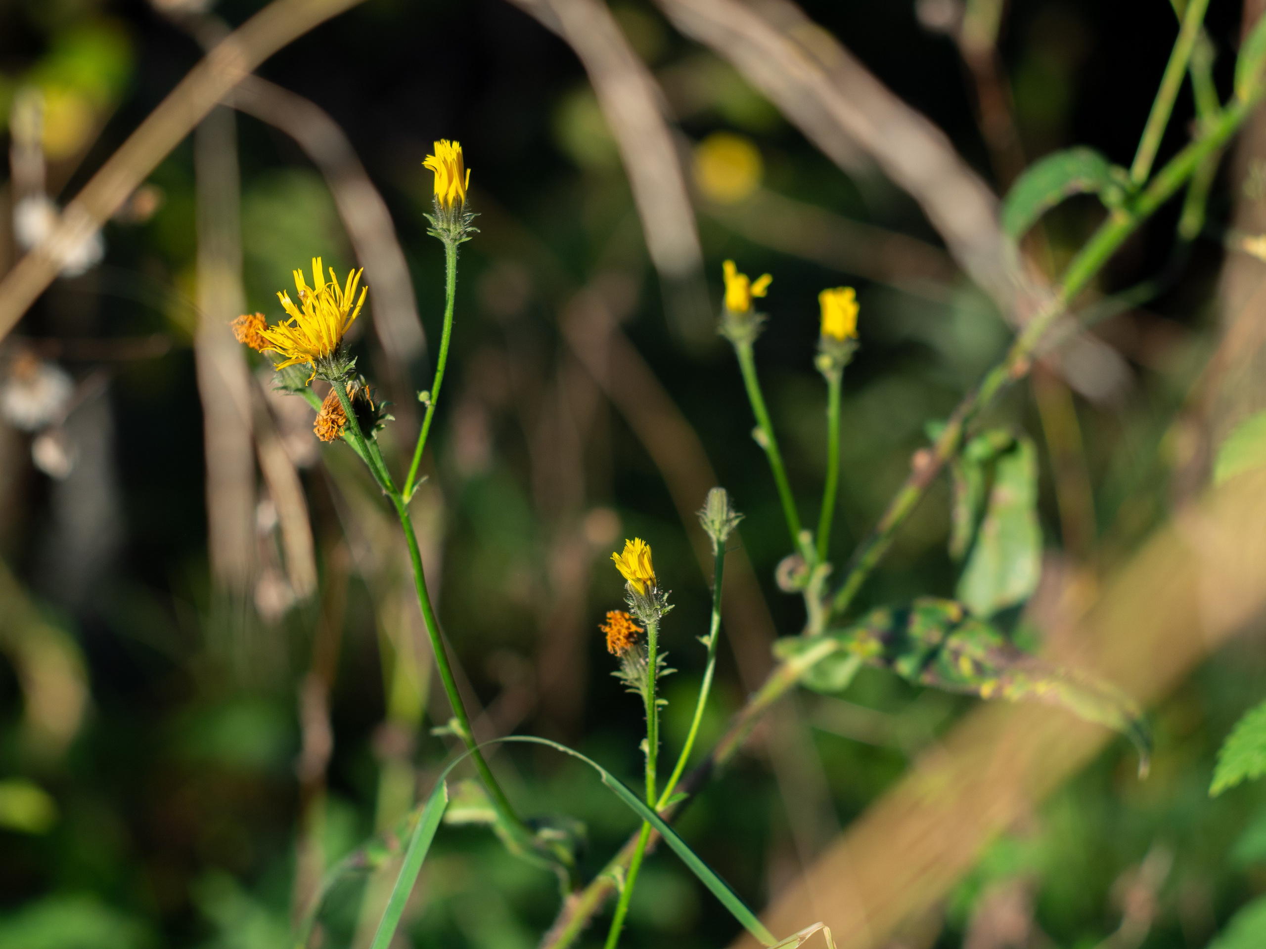 20230923-25 Родники. Дмитрий Ремизов. Фотография, как хобби