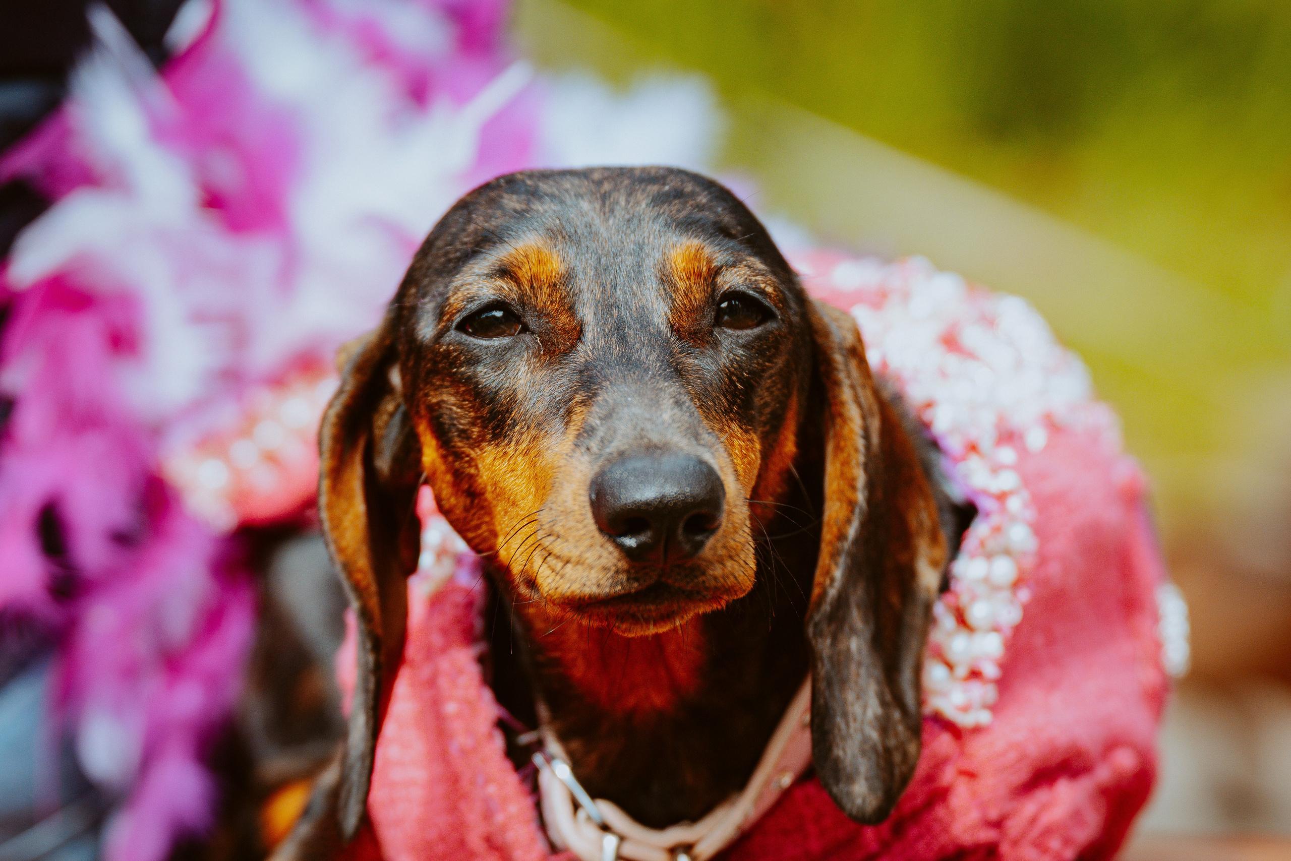 Такспарад. Фотограф анималист в Спб недорого Олеся Майорова
