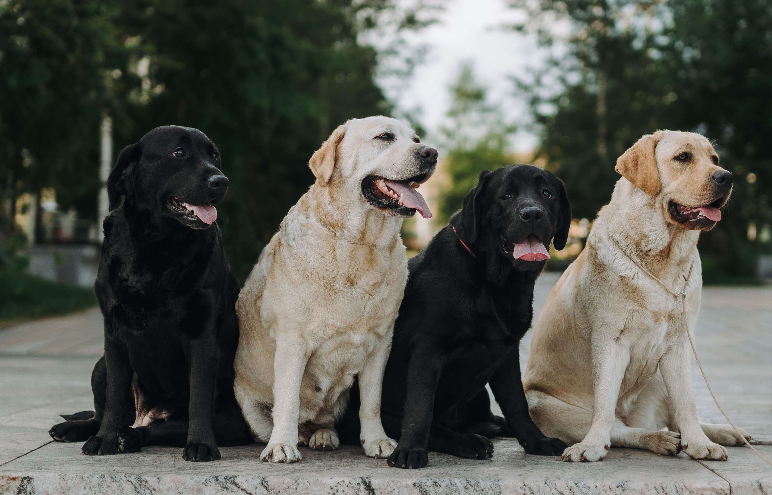 Лабрадоры питомника IRISLAV. Фотограф анималист в Спб недорого Олеся Майорова