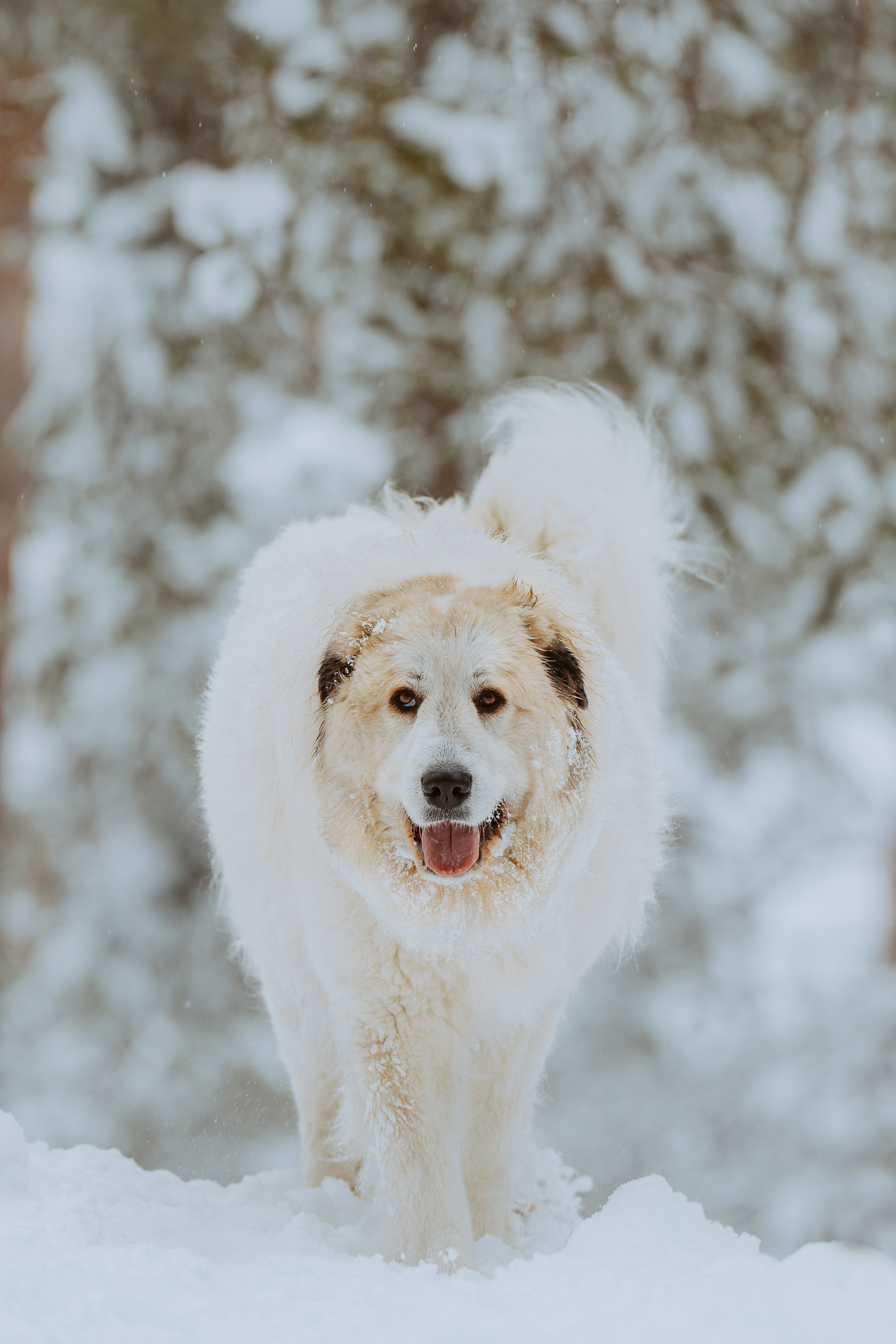 Фотограф питомцев в Санкт-Петербурге. Фотограф анималист в Спб недорого Олеся Майорова