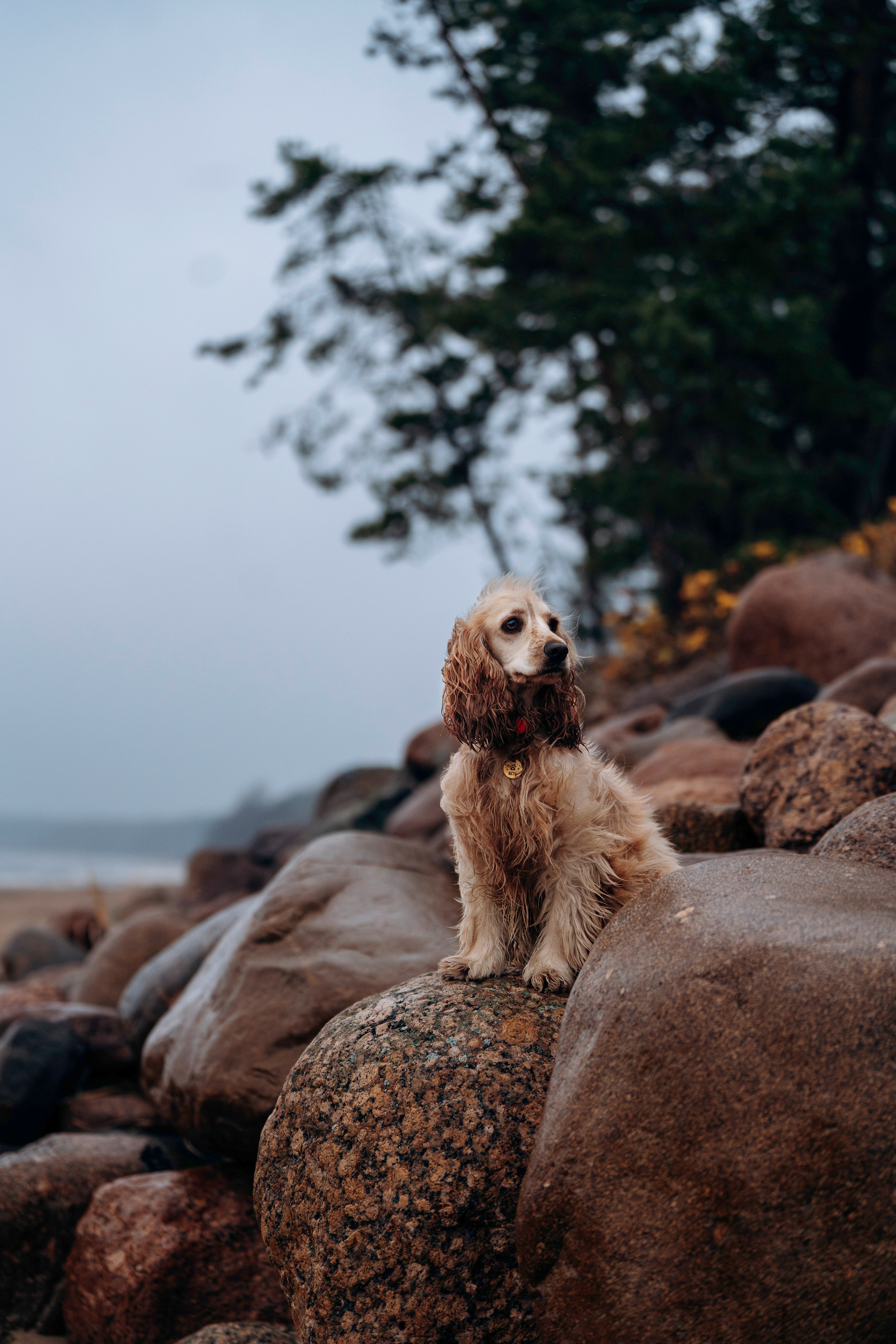 Асти, Крис и Александра. Фотограф анималист в Спб недорого Олеся Майорова