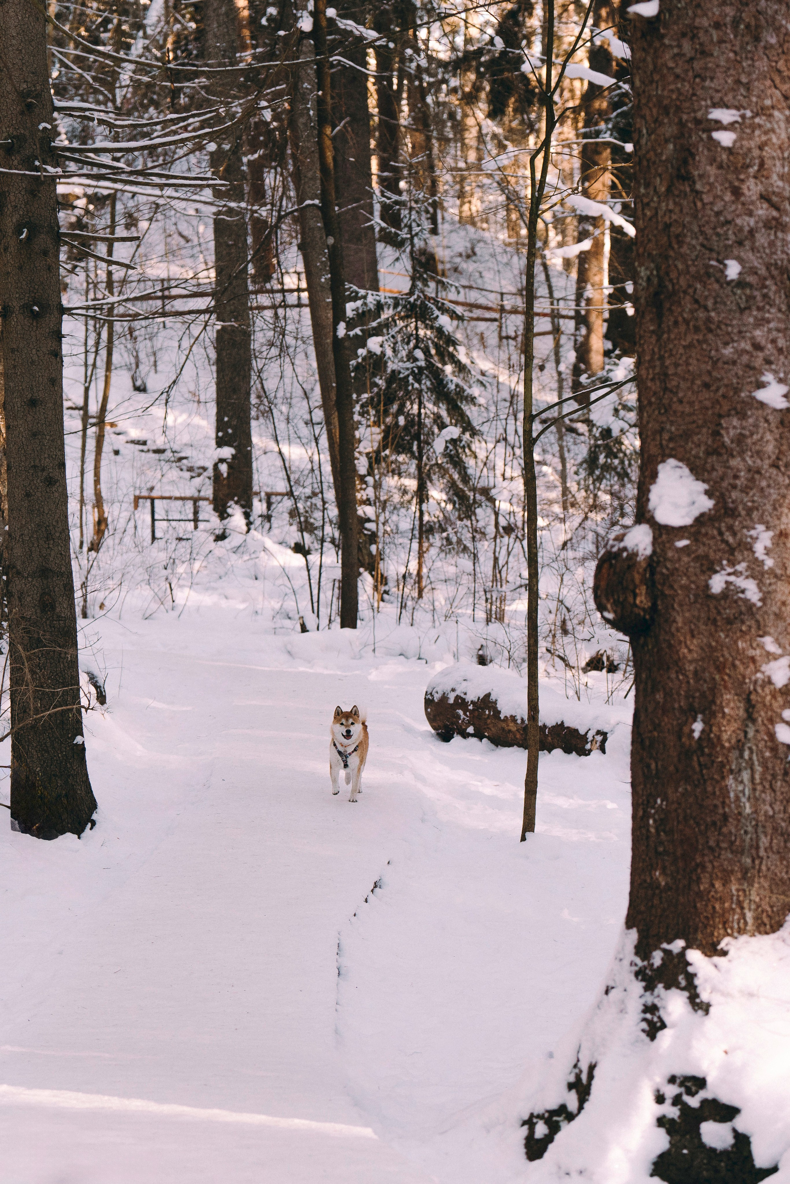 Каори, Анна и Антон. Фотограф анималист в Спб недорого Олеся Майорова