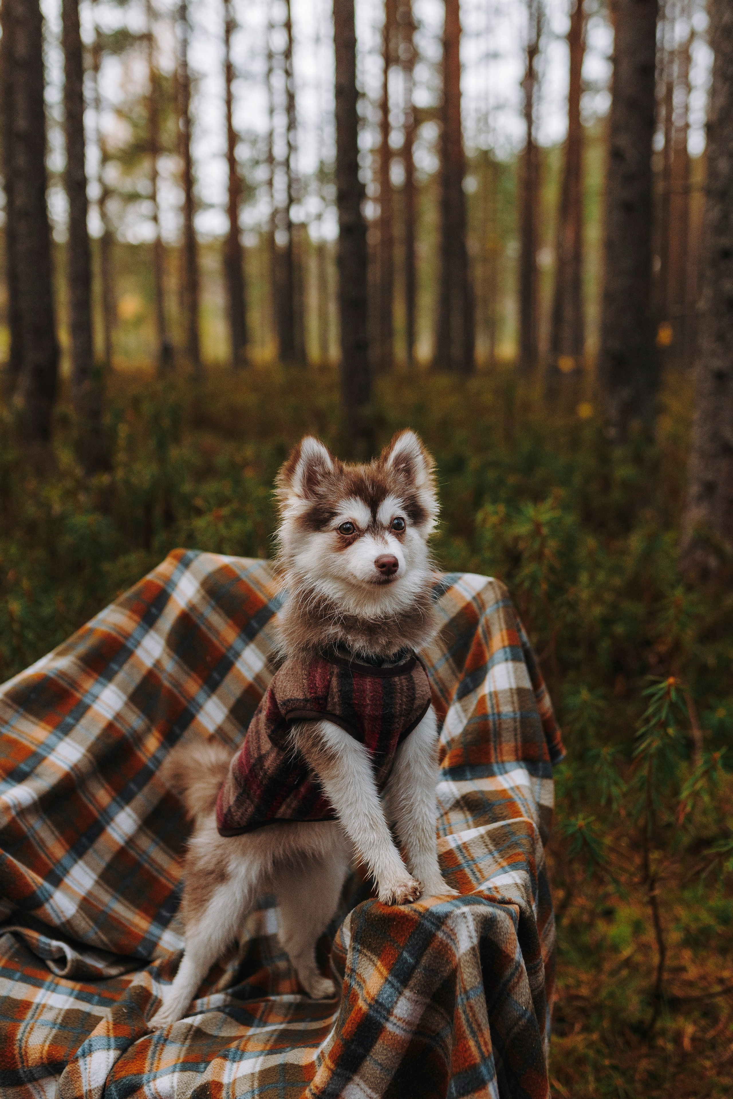 Катерина и Дрэка. Фотограф анималист в Спб недорого Олеся Майорова