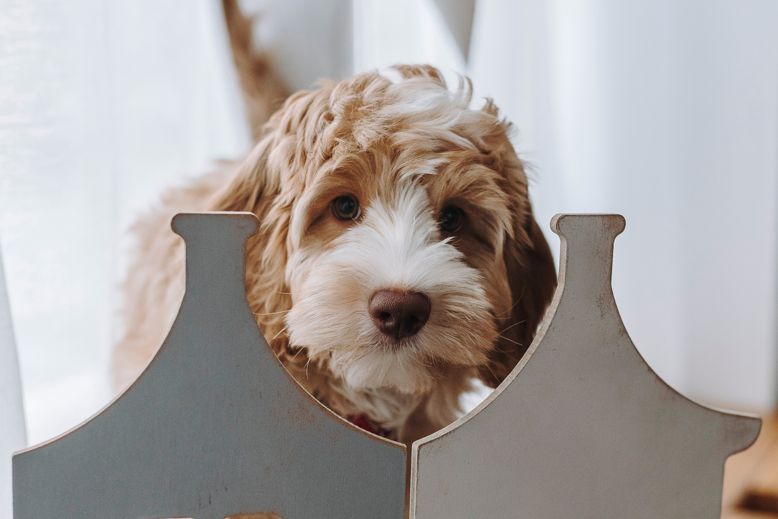 Мёрфи, Таня и Антон. Фотограф анималист в Спб недорого Олеся Майорова