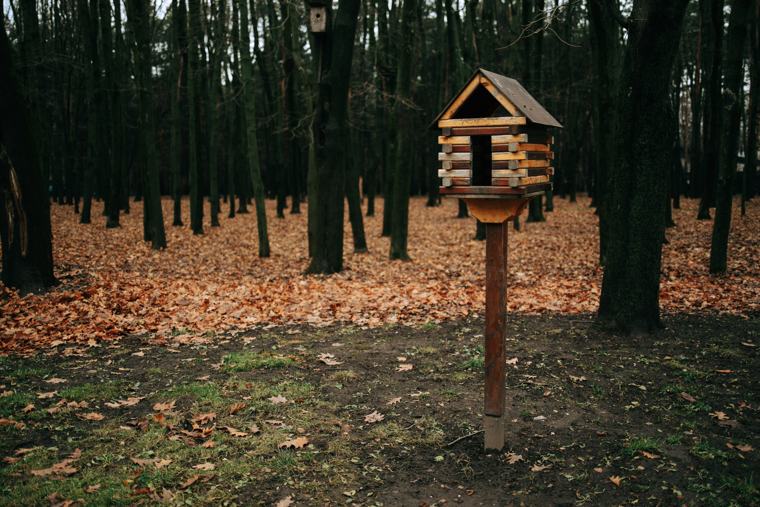 Осень, парк, экзотариум. Свадебный и семейный фотограф в Туле и области Маша Костина