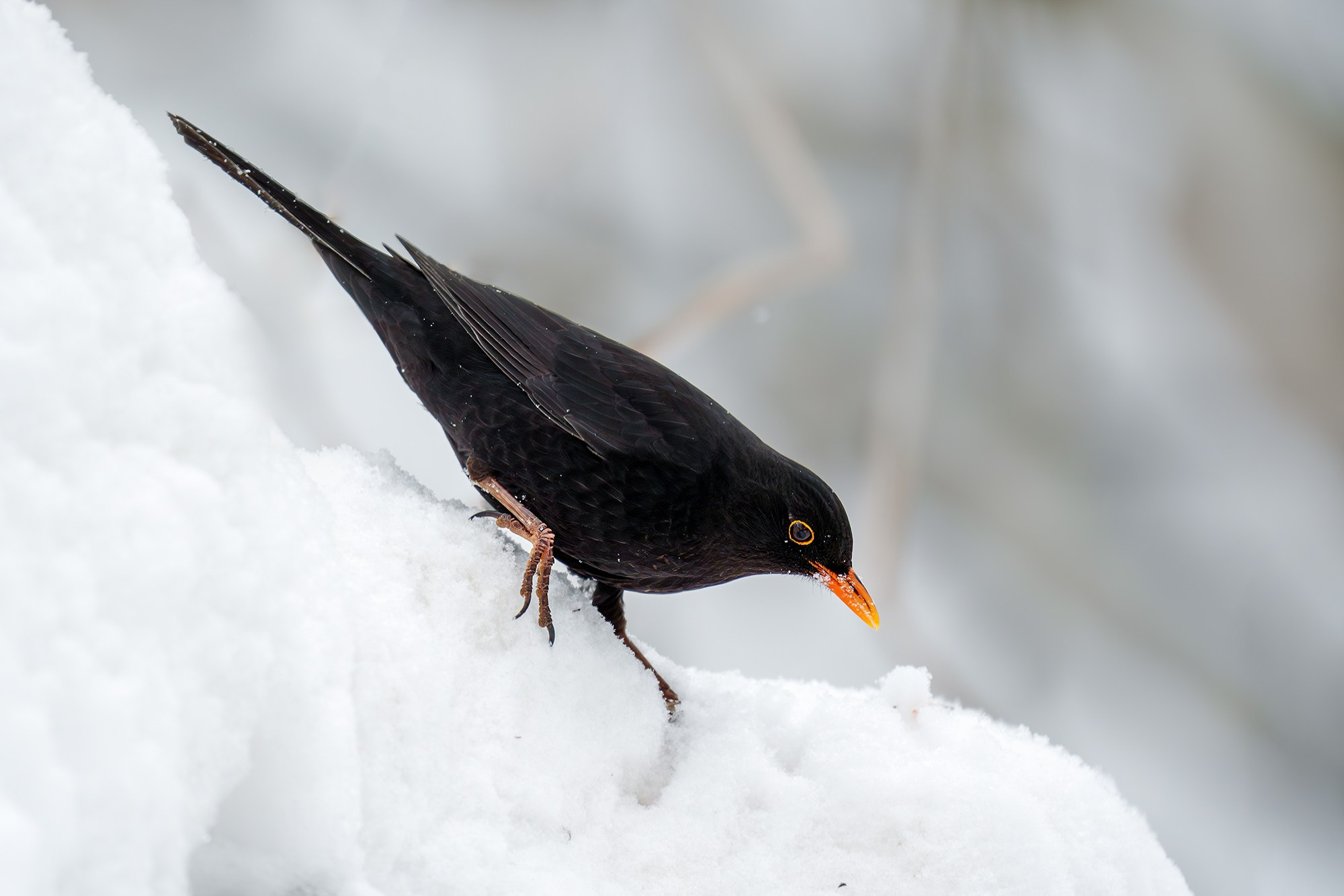 Удивительные мир птиц. Вокруг нас столько прекрасного — присмотритесь!. Ваш личный фотограф Марина Волкова