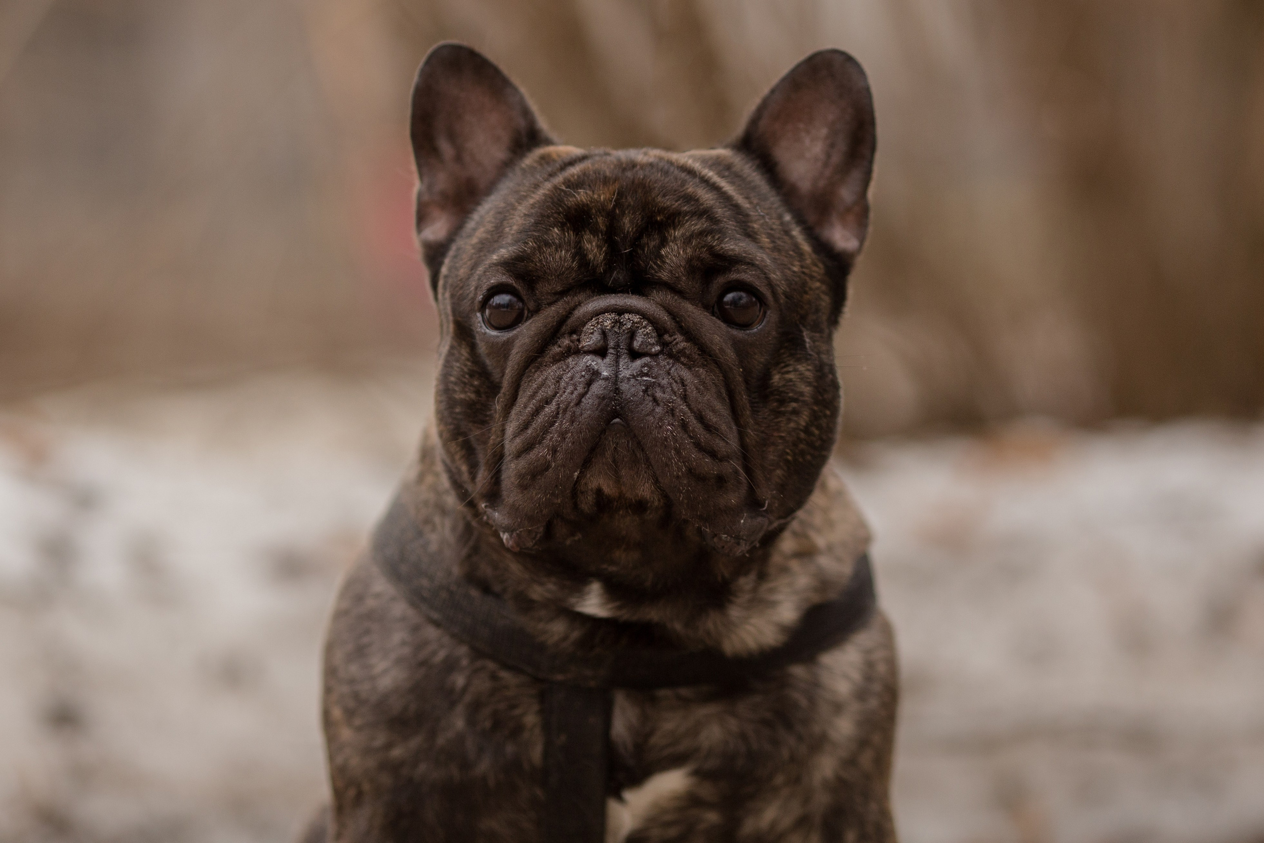 Фото французского бульдога