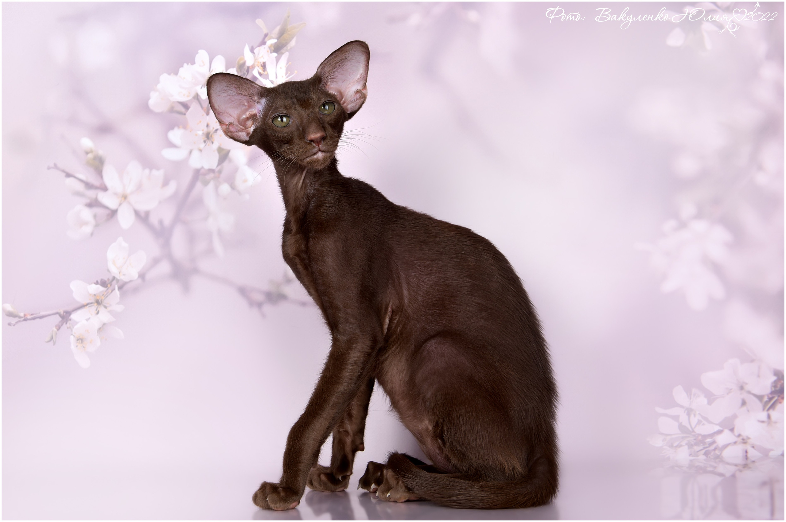 Котята. Фотограф анималист | семейный Юлия Вакуленко, г. Краснодар