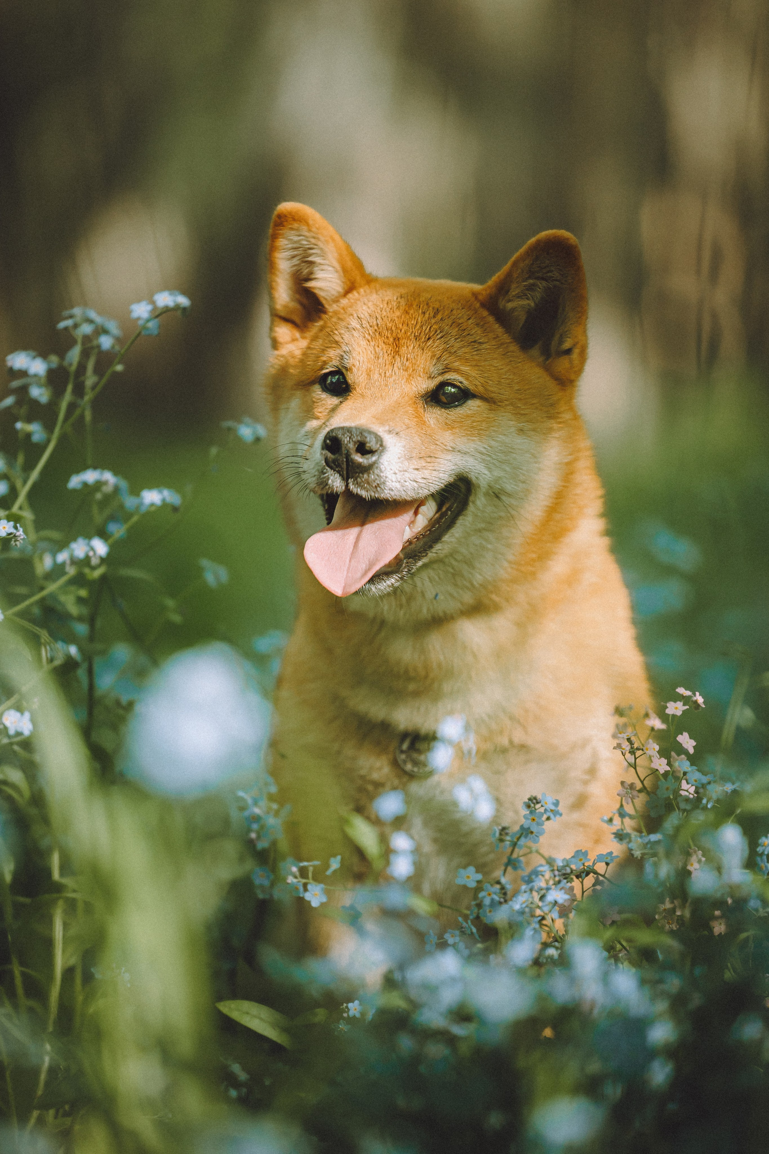 Шед, Цири, Чиби, Цера и их семья