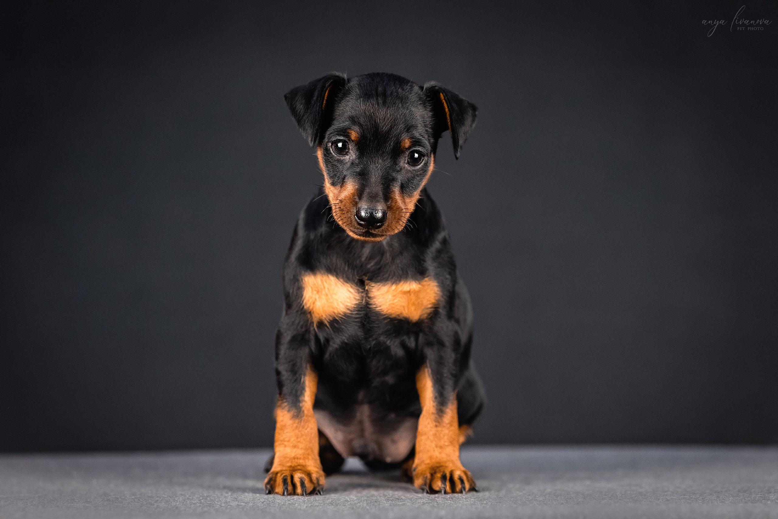 Пинчер. Фотограф анималист Аня Ливанова | Рыбинск