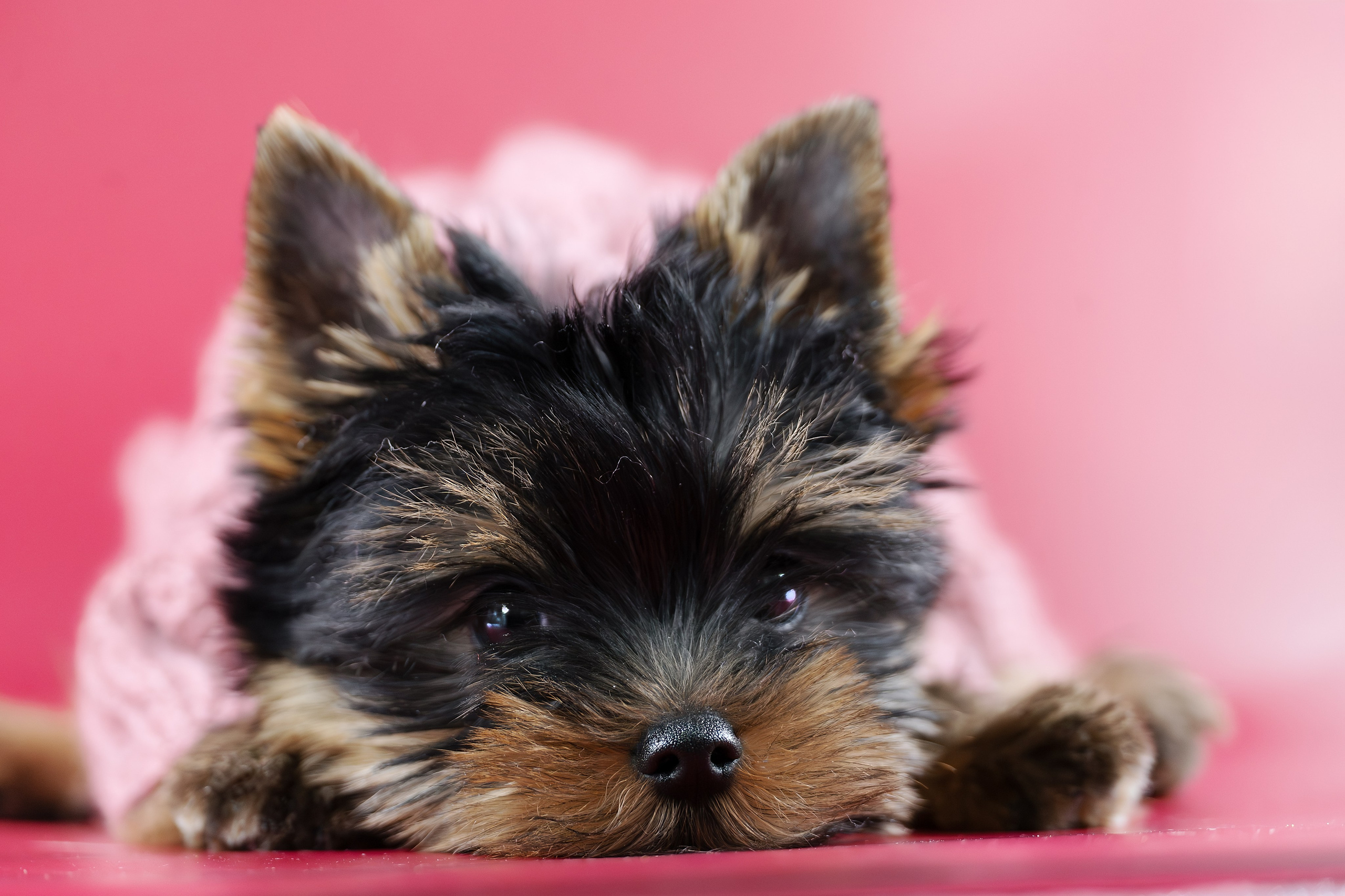 Щенки/котята. Фотограф-анималист Нижний Новгород