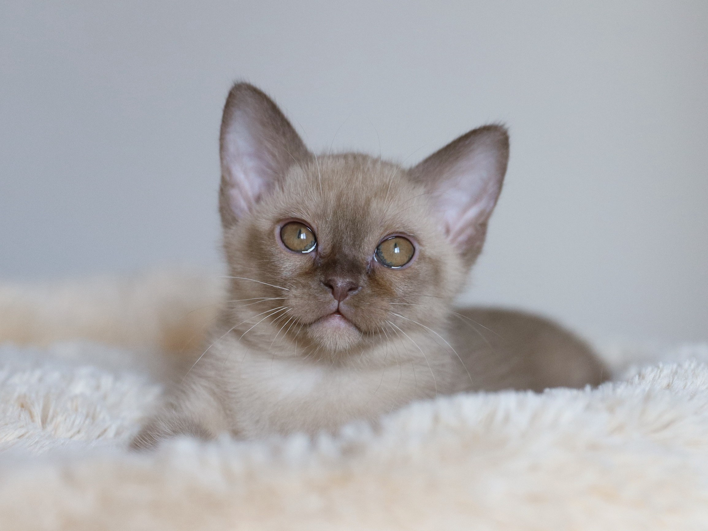 Caesar. Питомник «Bouncy Life»