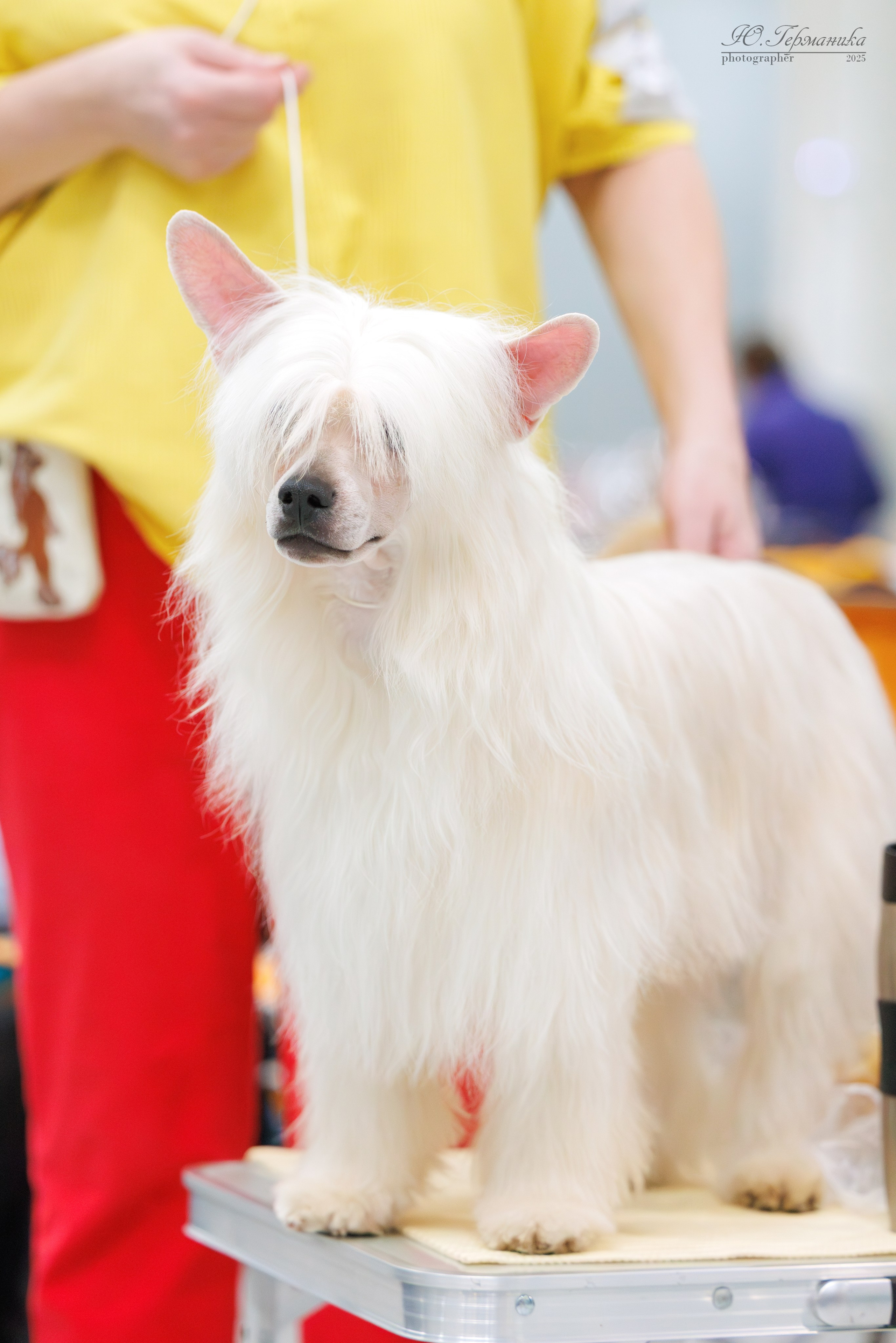 Гран-При 8.02.2025 и Крокус 09.02.2025. Фотограф-анималист Юлия Германика