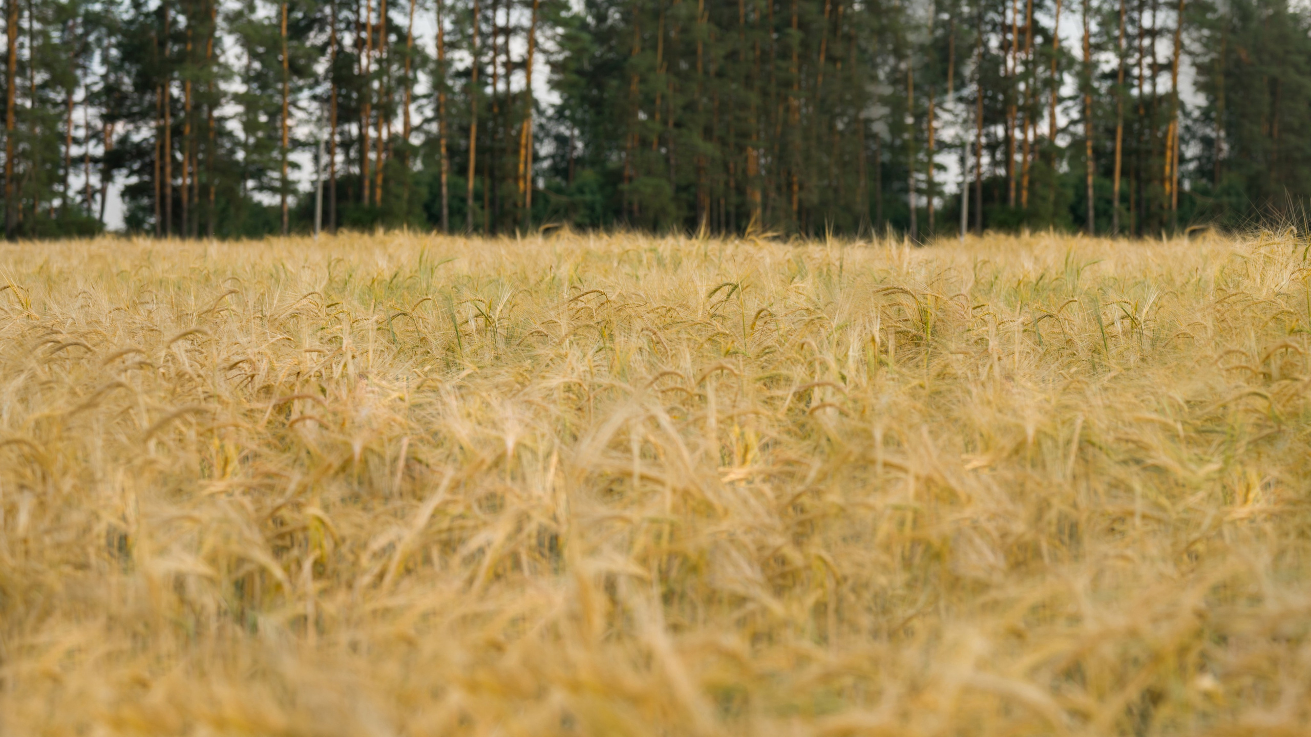 Фотосессия в поле (пшеница, рожь). Фотограф Юлия Кондратьева