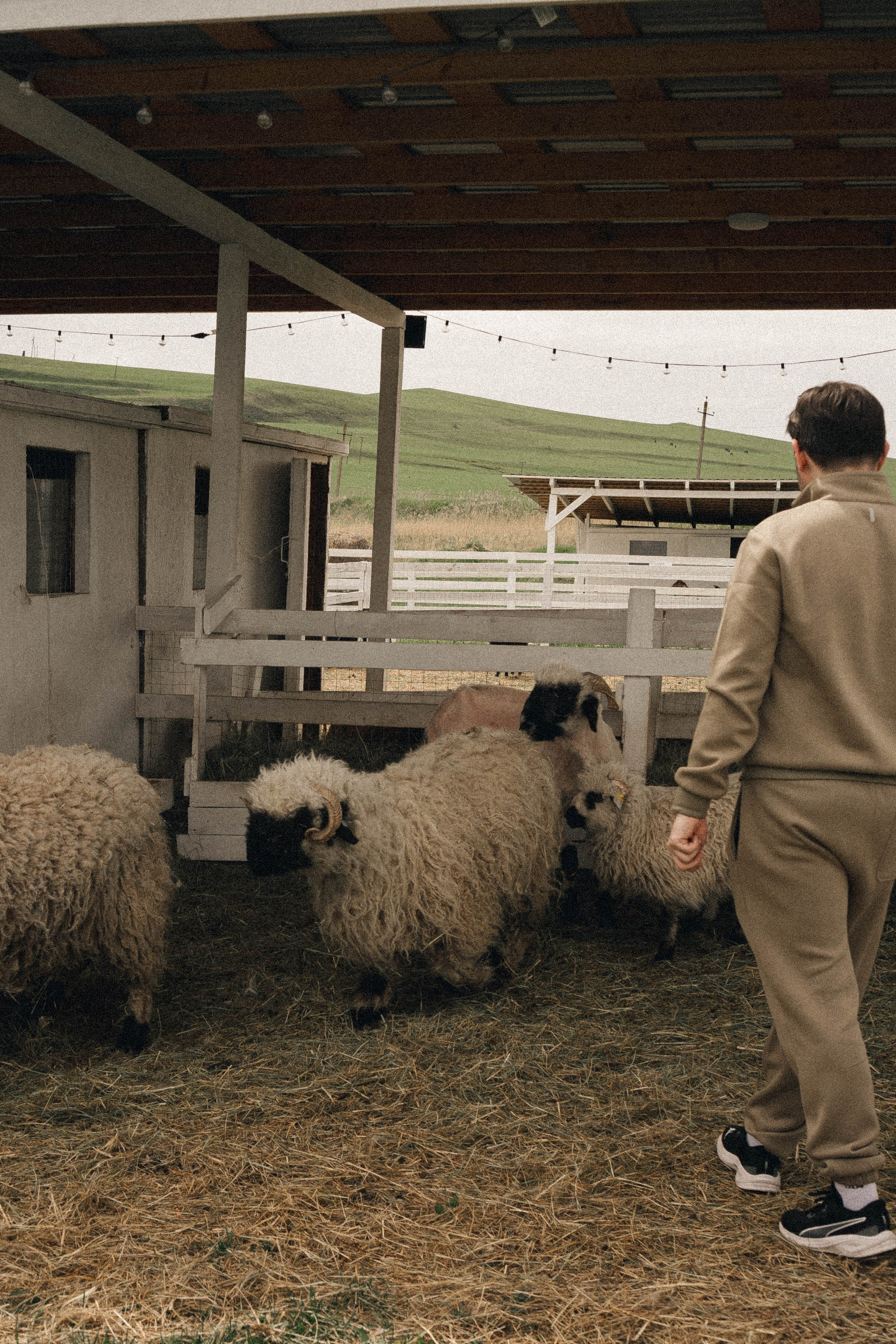 Ферма Альпак. Профессиональный фотограф, Санкт-Петербург — Виктория Богомолова