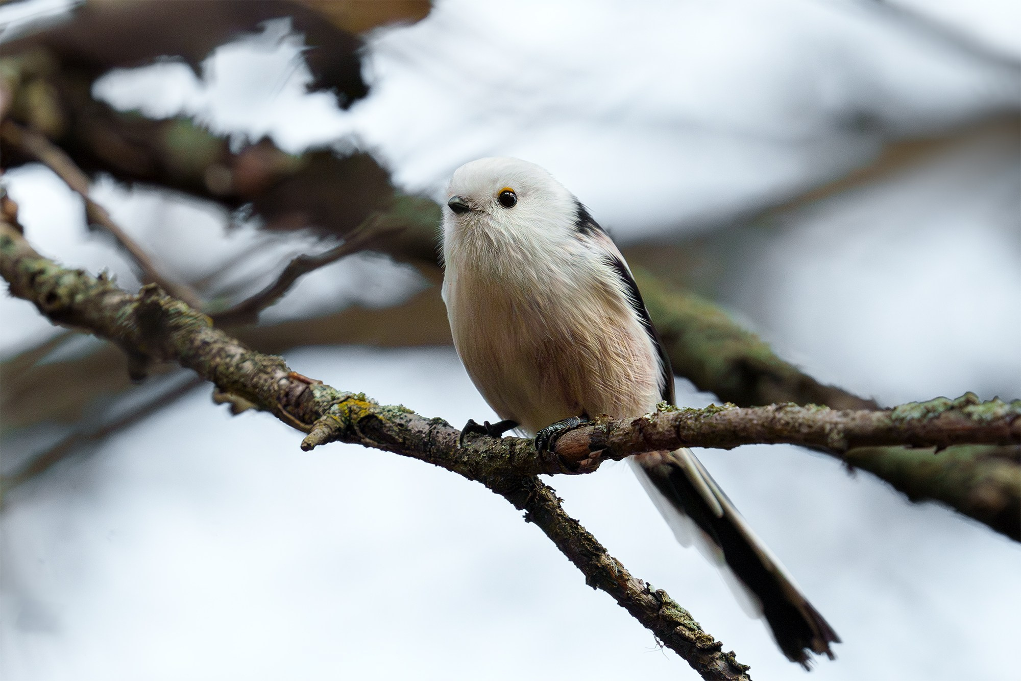Удивительные мир птиц. Вокруг нас столько прекрасного — присмотритесь!. Ваш личный фотограф Марина Волкова