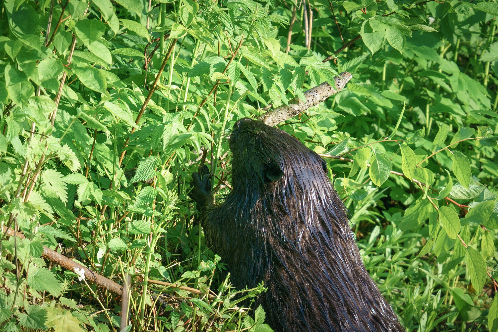 Животные. Ваш личный фотограф Марина Волкова
