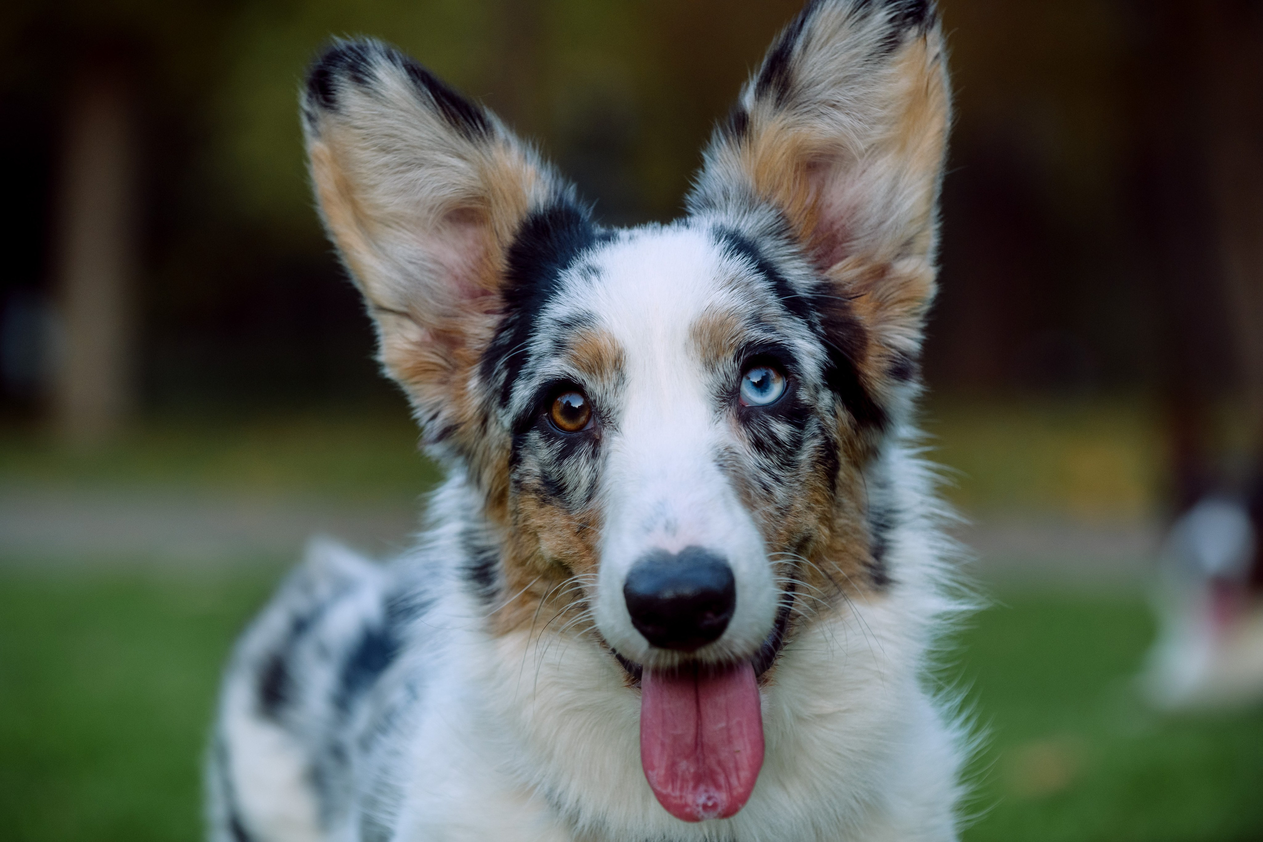 Оля и Ваня с собаками. Фотограф в Ростове-на-Дону Маркер Елена